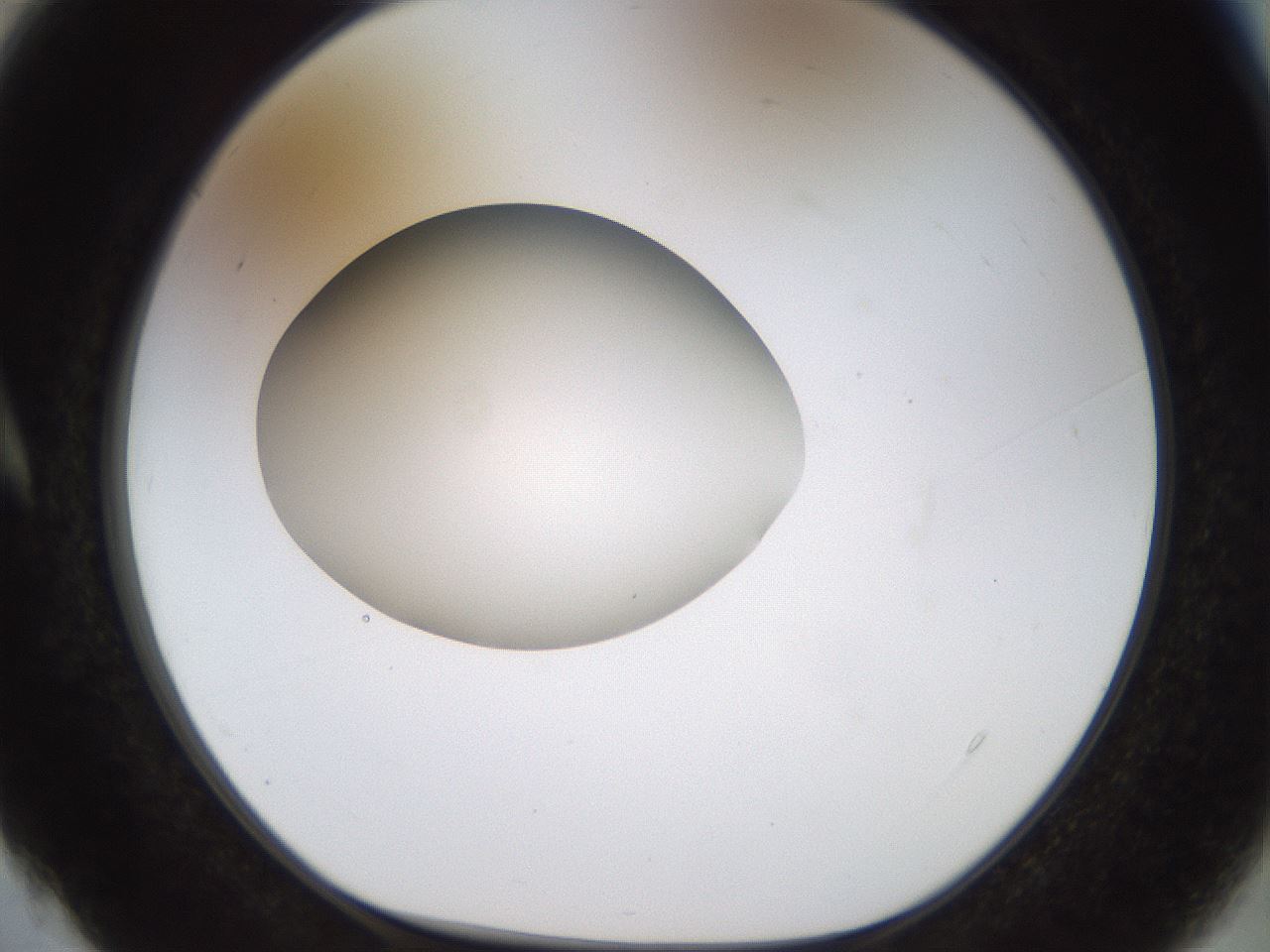 folderID450_plateID1450_batchID5527_wellNum4_profileID1_d1_r91903_ef.jpg