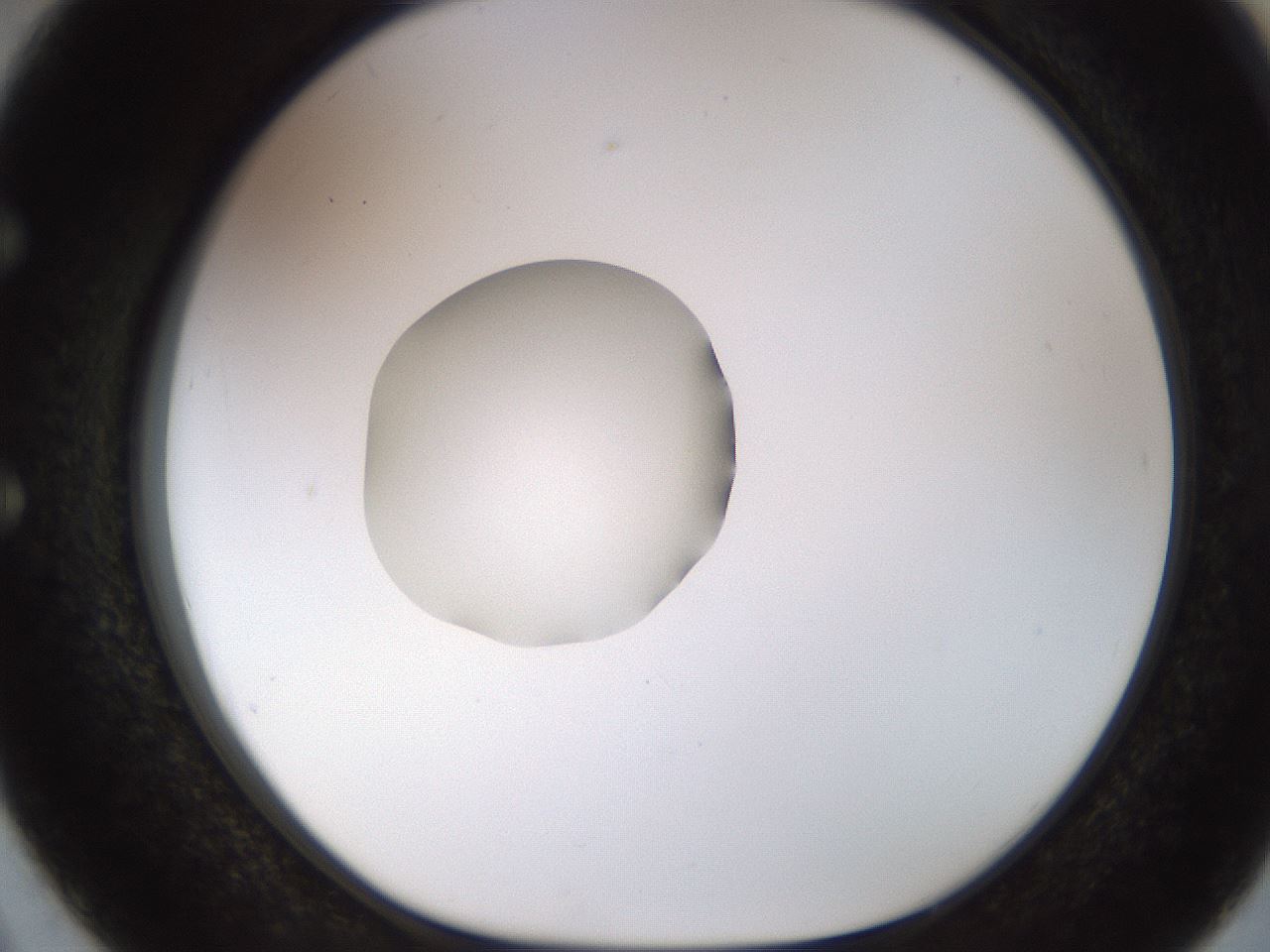 folderID450_plateID1450_batchID5527_wellNum50_profileID1_d1_r91949_ef.jpg