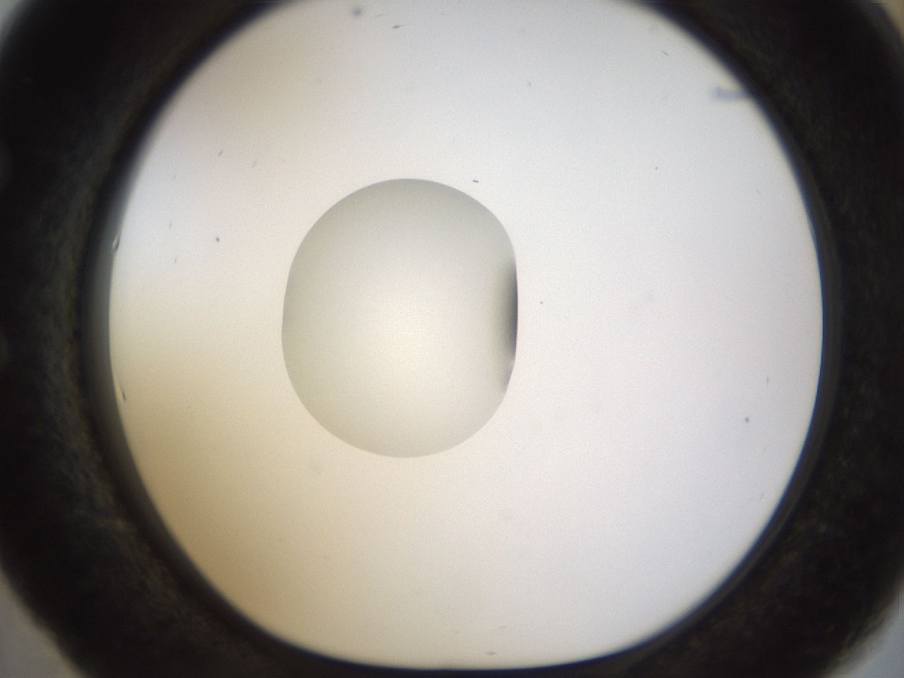 folderID450_plateID1450_batchID5527_wellNum53_profileID1_d1_r91952_ef.jpg