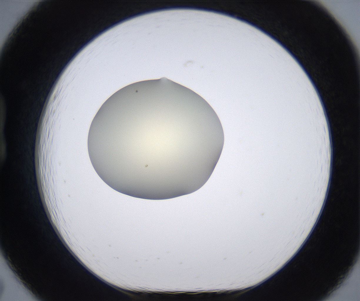 folderID202_plateID2202_batchID9973_wellNum19_profileID1_d1_r149385_ef.jpg