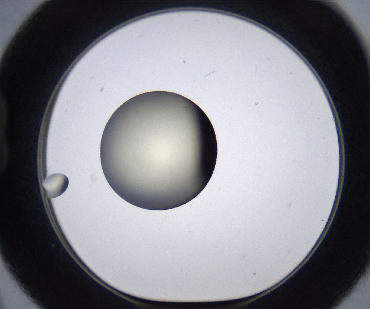 folderID202_plateID2202_batchID9973_wellNum21_profileID1_d1_r149387_ef.jpg