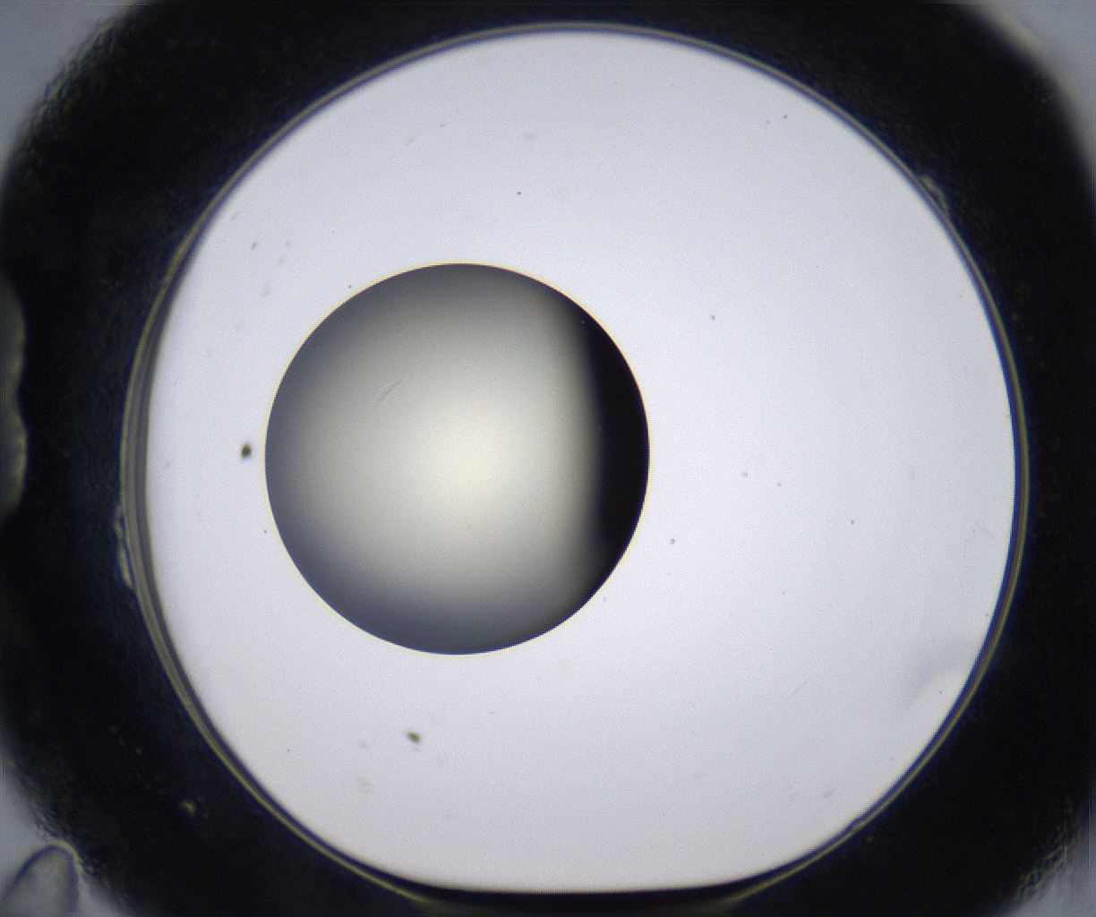 folderID202_plateID2202_batchID9973_wellNum23_profileID1_d1_r149389_ef.jpg
