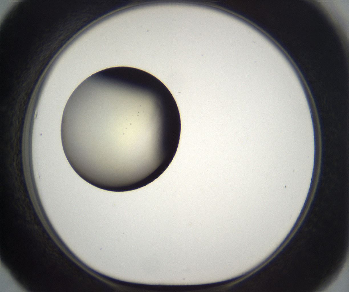 folderID201_plateID2201_batchID9974_wellNum53_profileID1_d1_r149515_ef.jpg
