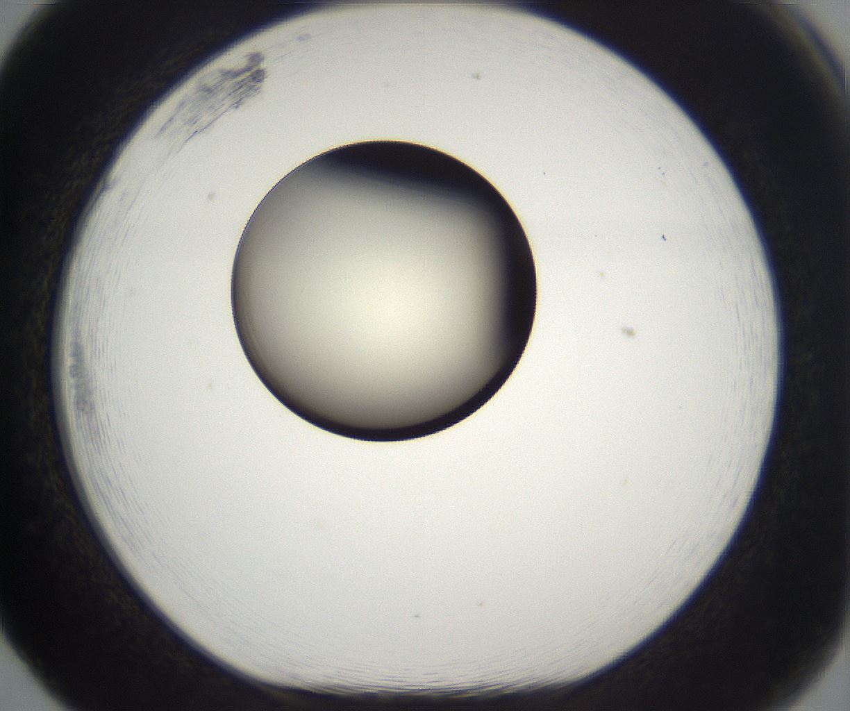 folderID201_plateID2201_batchID9974_wellNum65_profileID1_d1_r149527_ef.jpg