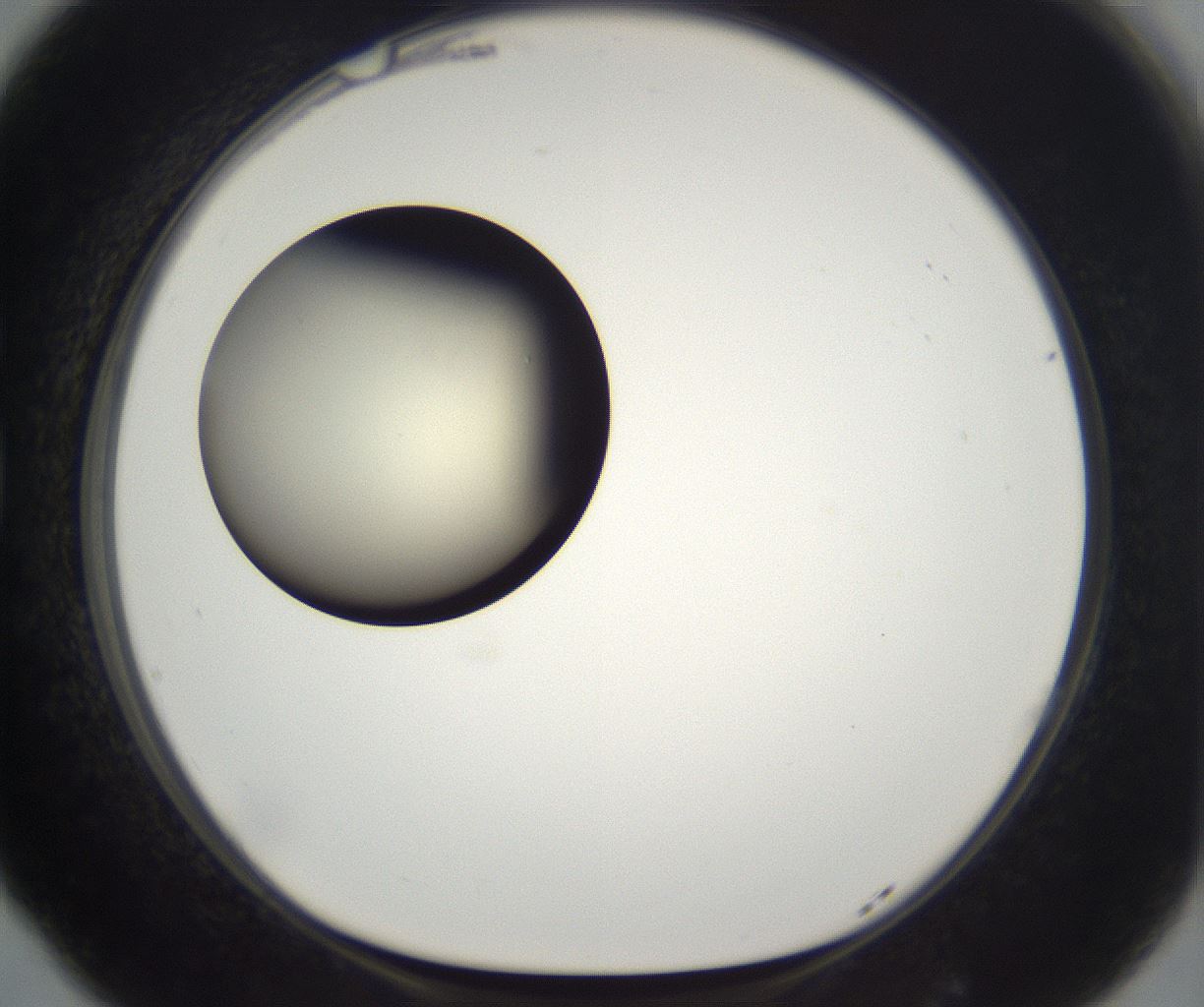 folderID201_plateID2201_batchID9974_wellNum77_profileID1_d1_r149539_ef.jpg