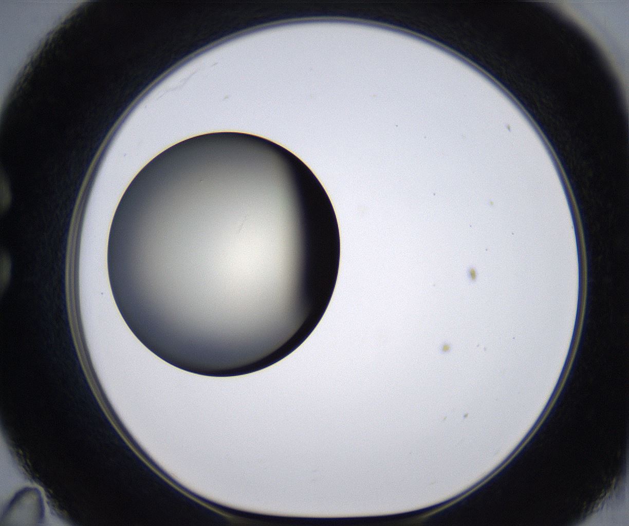 folderID202_plateID2202_batchID9973_wellNum35_profileID1_d1_r149401_ef.jpg