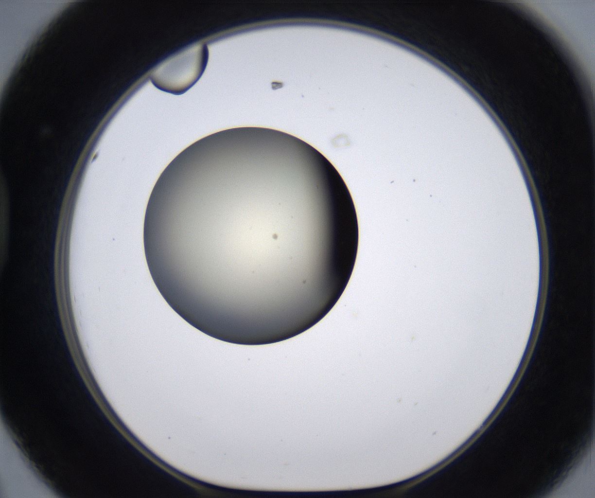 folderID202_plateID2202_batchID9973_wellNum44_profileID1_d1_r149410_ef.jpg