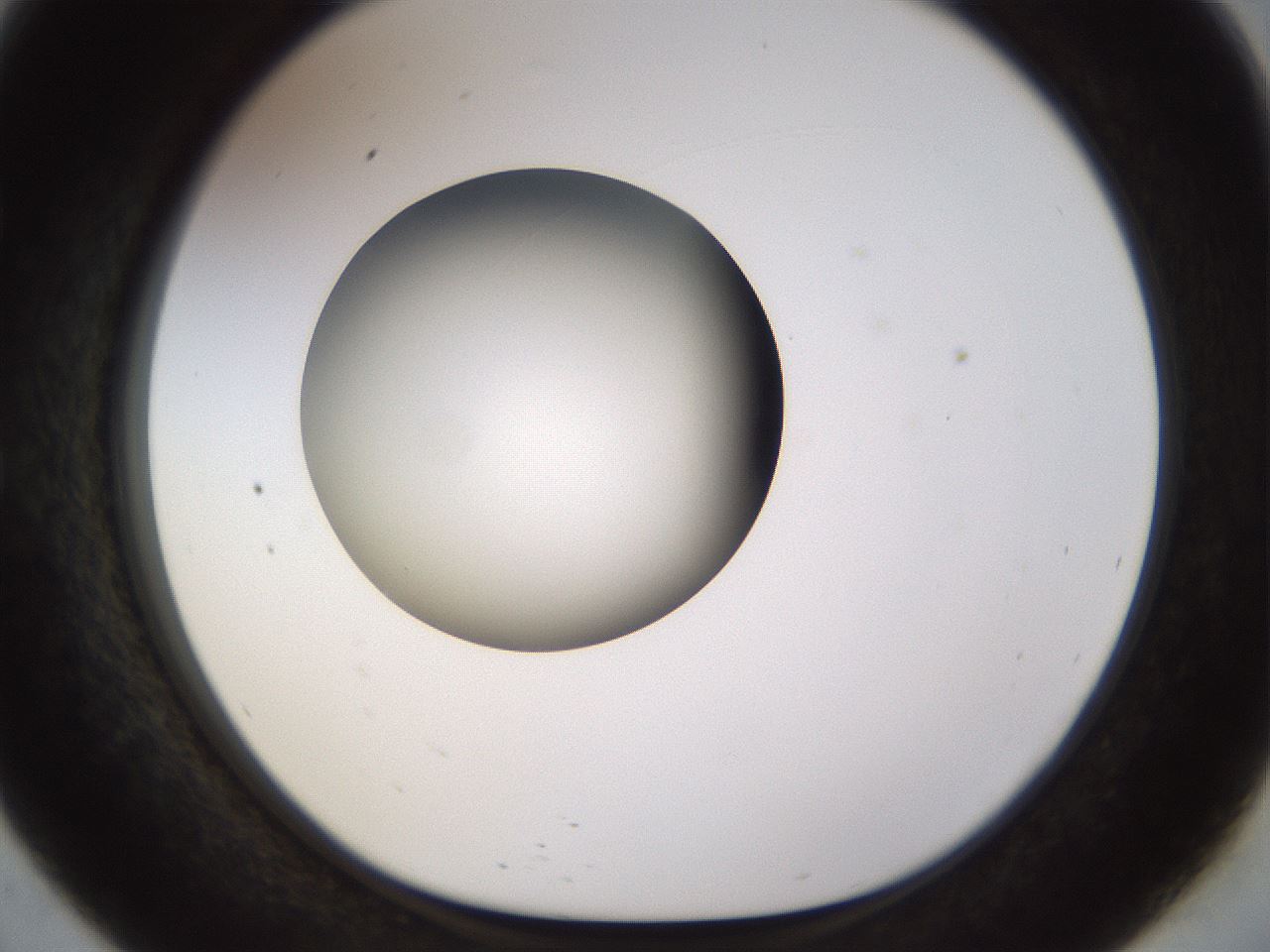 folderID450_plateID1450_batchID5527_wellNum57_profileID1_d1_r91956_ef.jpg