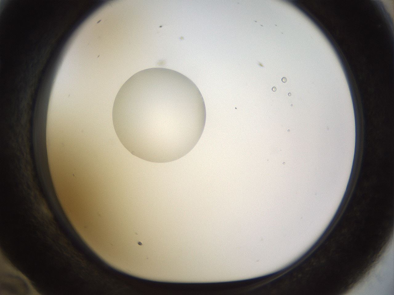 folderID450_plateID1450_batchID5527_wellNum58_profileID1_d1_r91957_ef.jpg