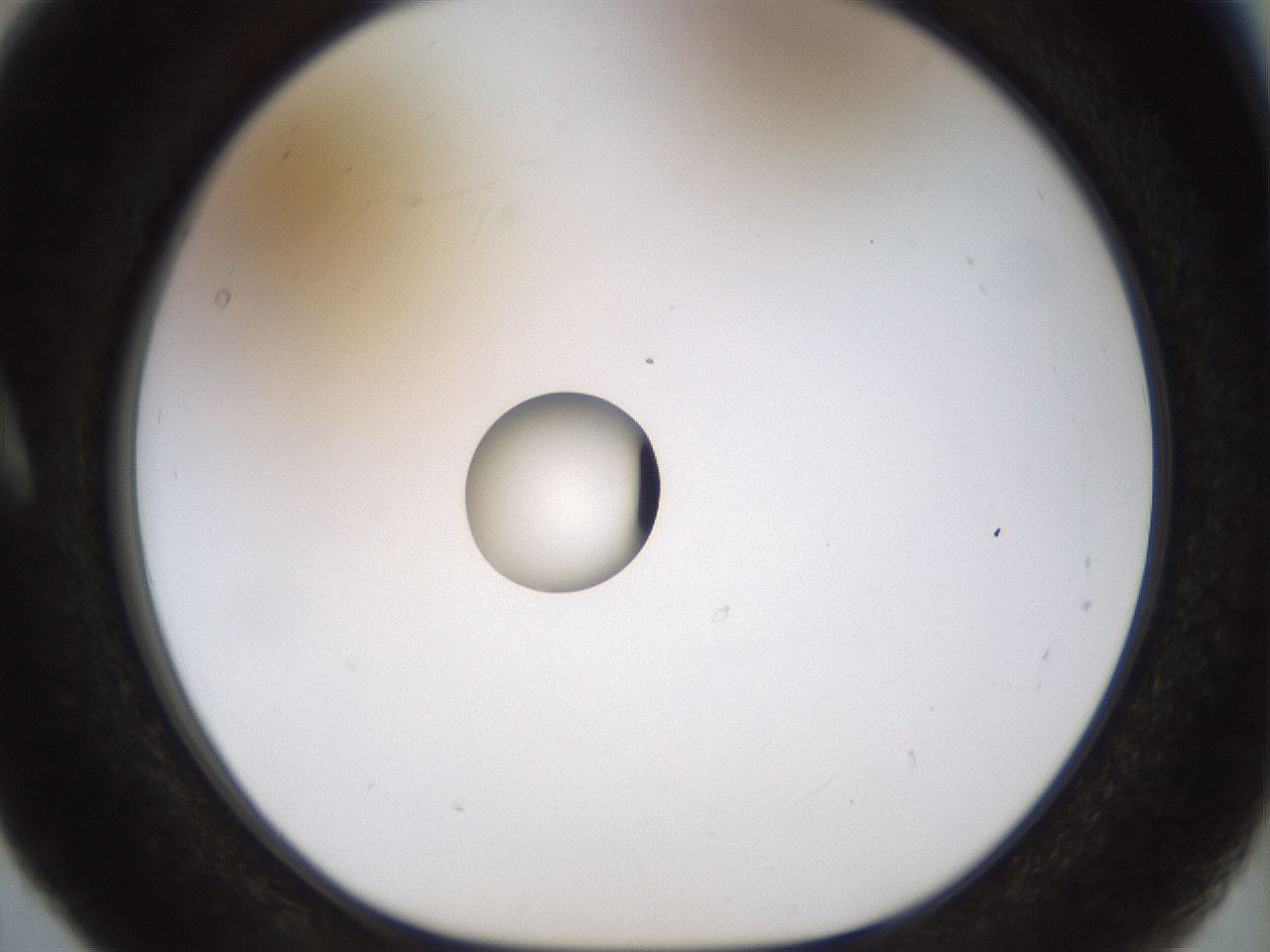 folderID450_plateID1450_batchID5527_wellNum5_profileID1_d1_r91904_ef.jpg