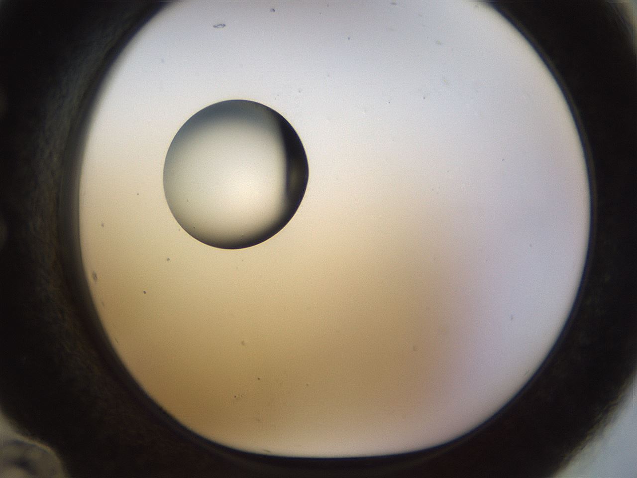 folderID450_plateID1450_batchID5527_wellNum60_profileID1_d1_r91959_ef.jpg