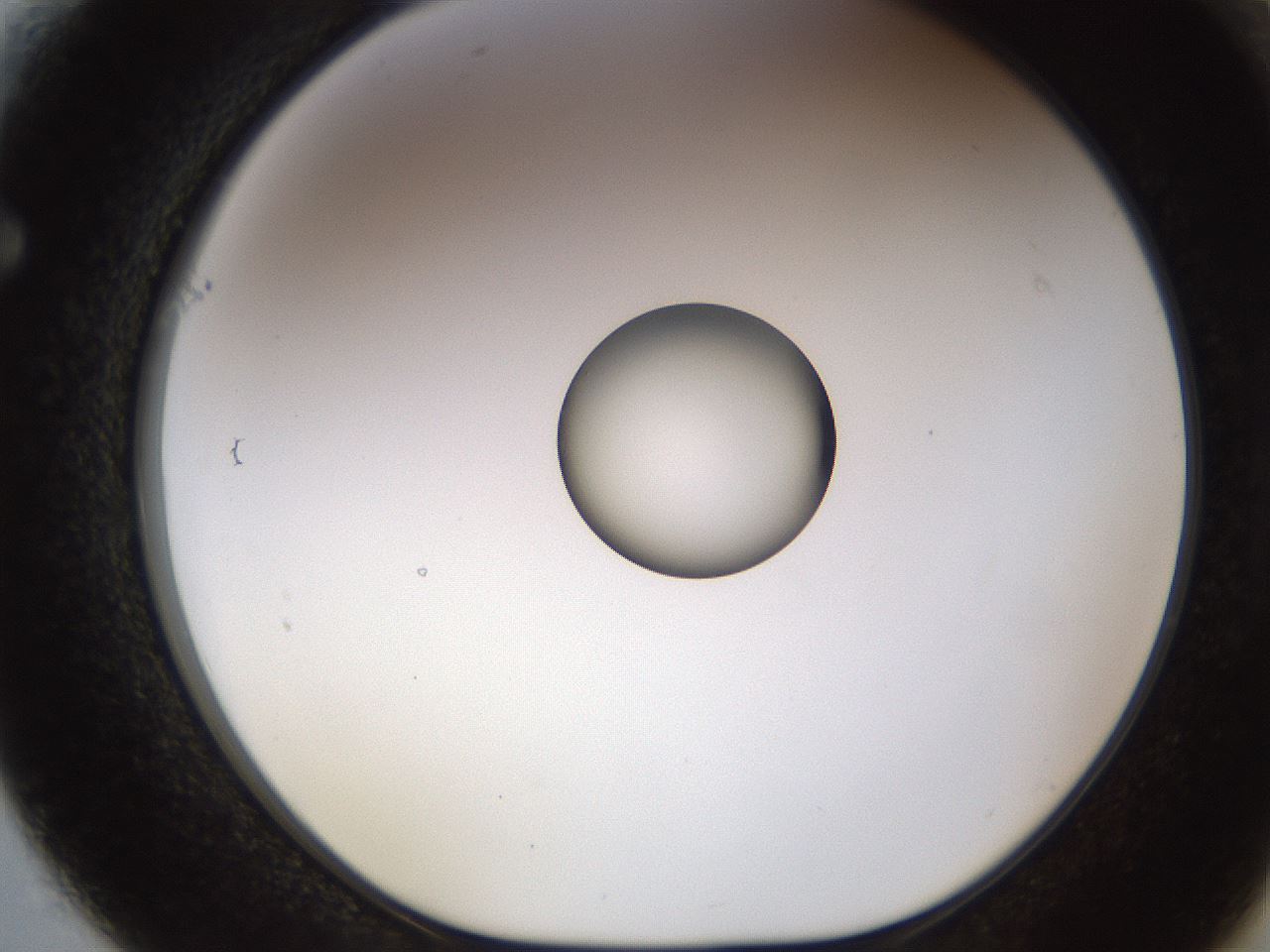 folderID450_plateID1450_batchID5527_wellNum61_profileID1_d1_r91960_ef.jpg
