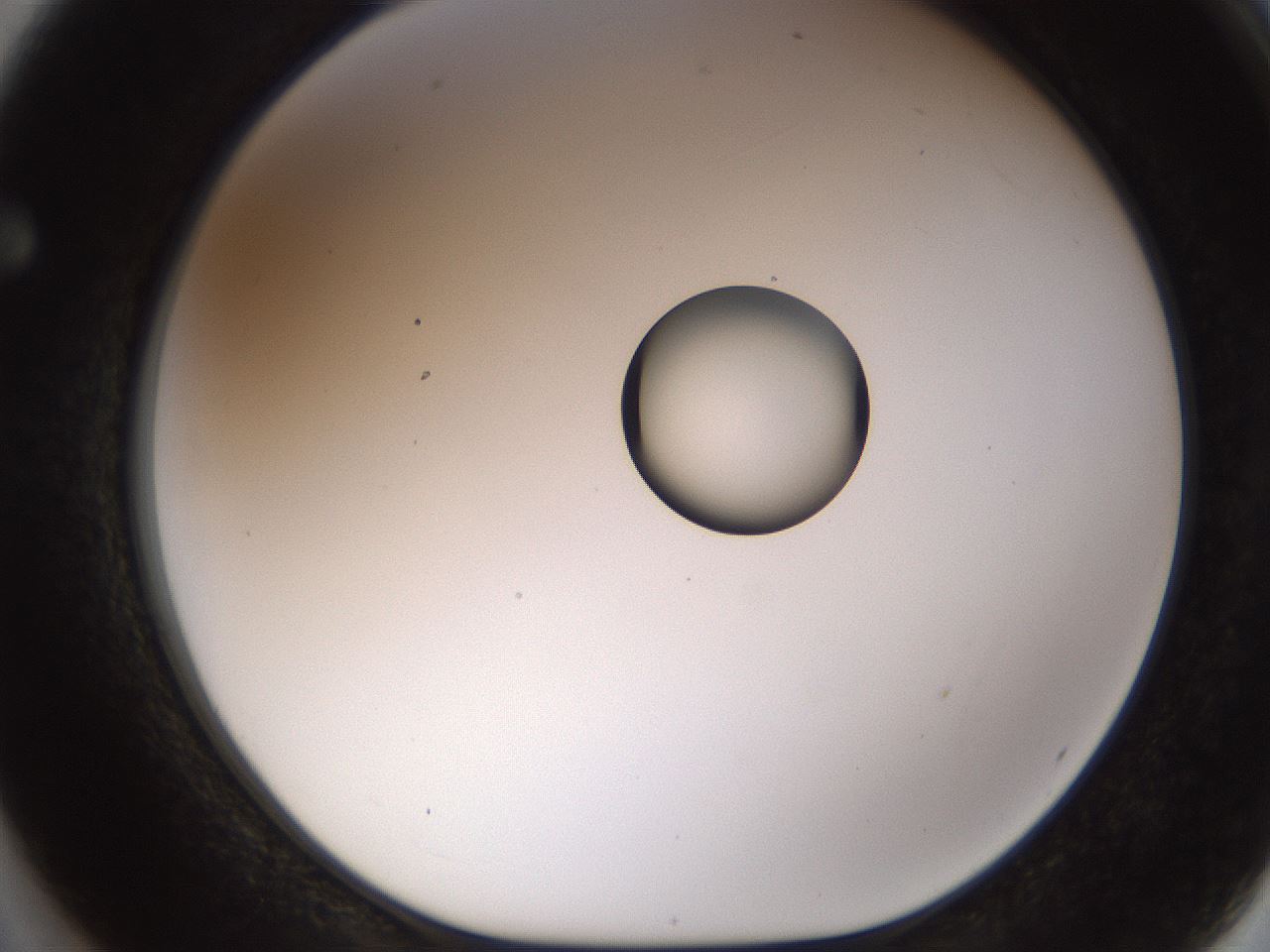 folderID450_plateID1450_batchID5527_wellNum62_profileID1_d1_r91961_ef.jpg