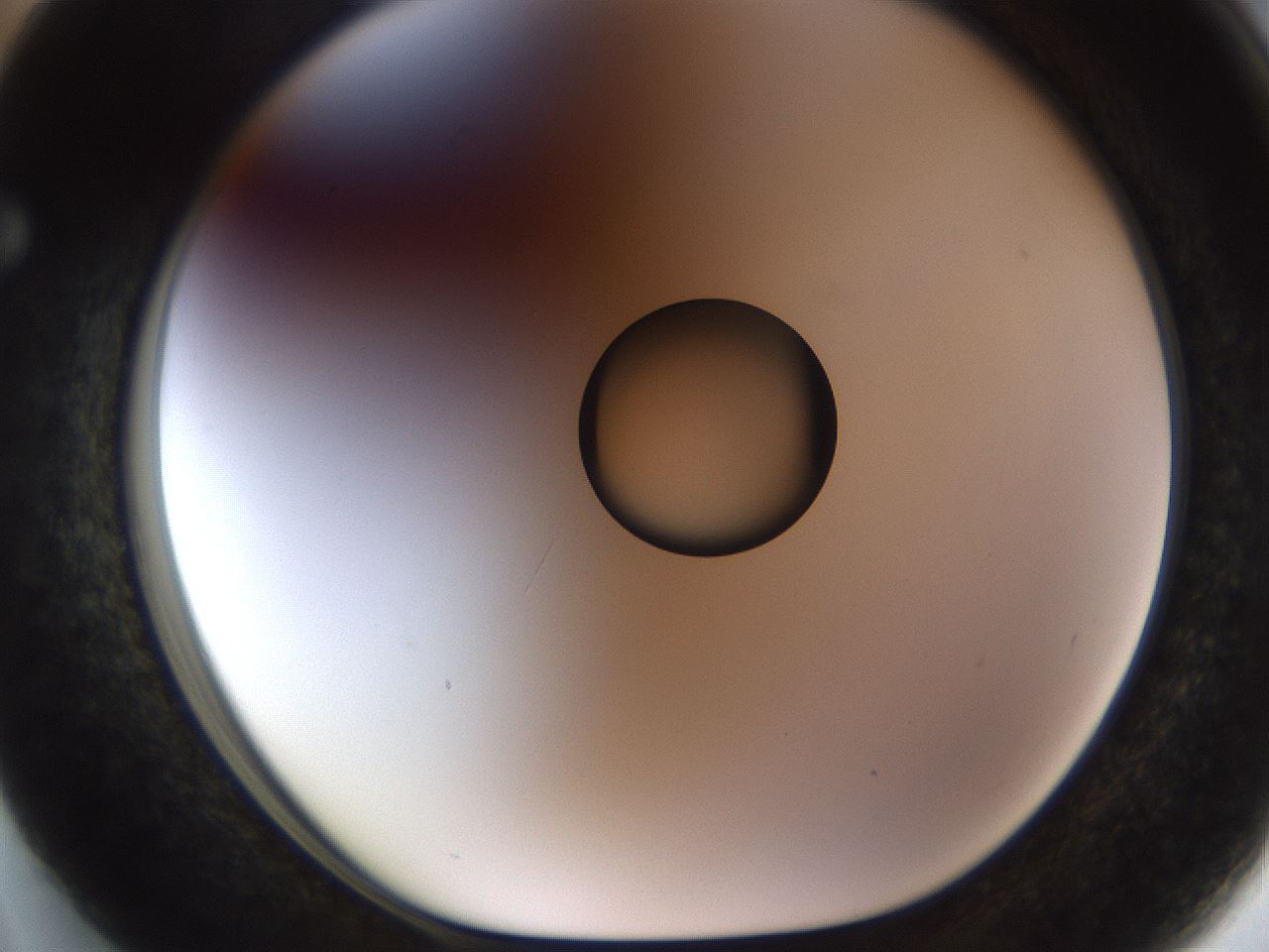 folderID450_plateID1450_batchID5527_wellNum63_profileID1_d1_r91962_ef.jpg