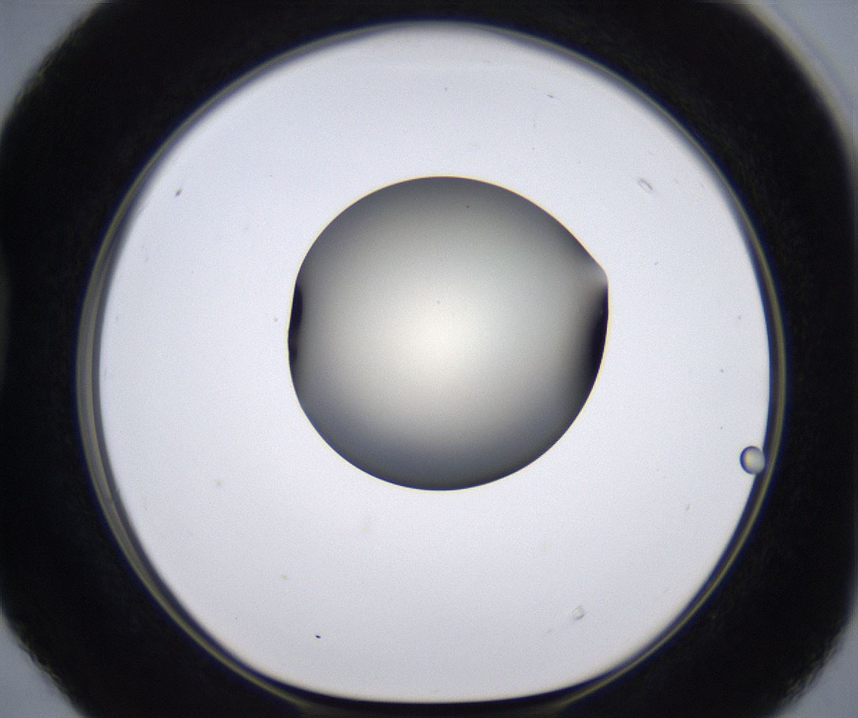 folderID202_plateID2202_batchID9973_wellNum40_profileID1_d1_r149406_ef.jpg