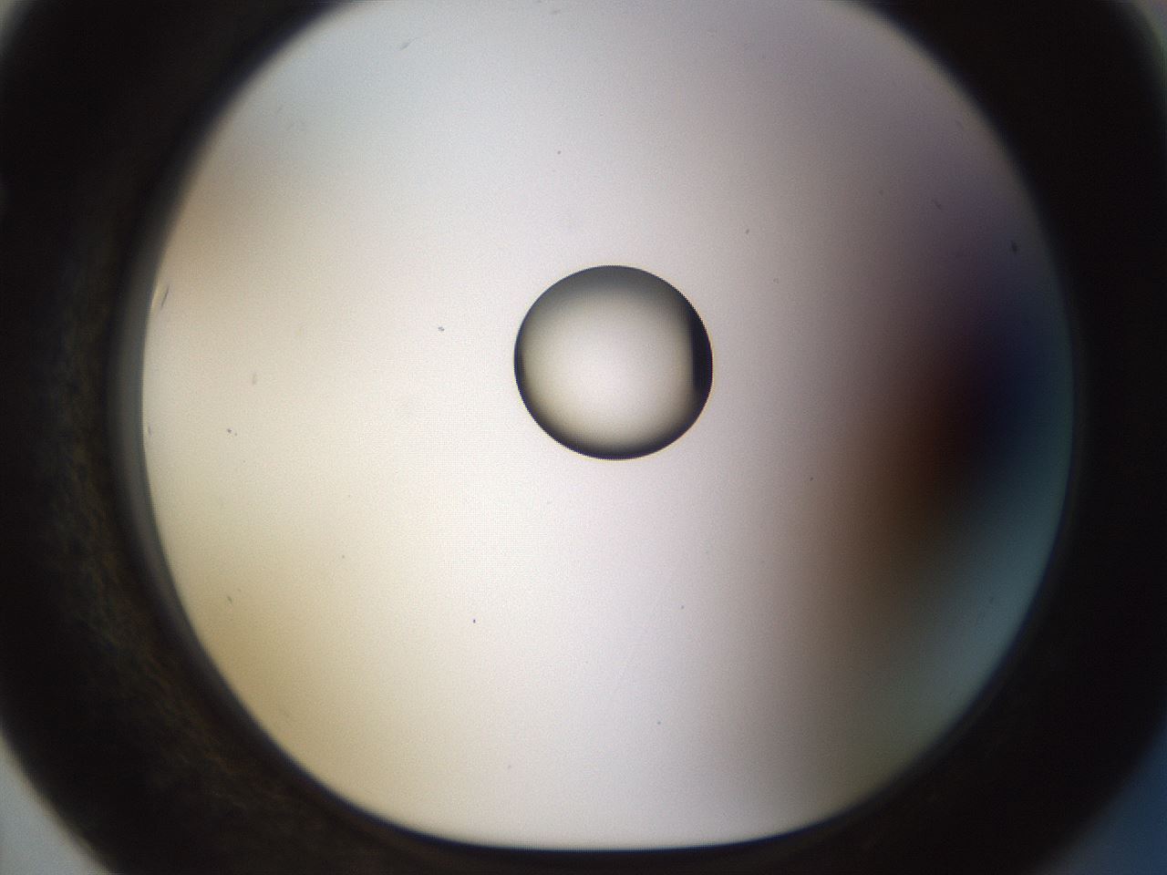 folderID450_plateID1450_batchID5527_wellNum67_profileID1_d1_r91966_ef.jpg