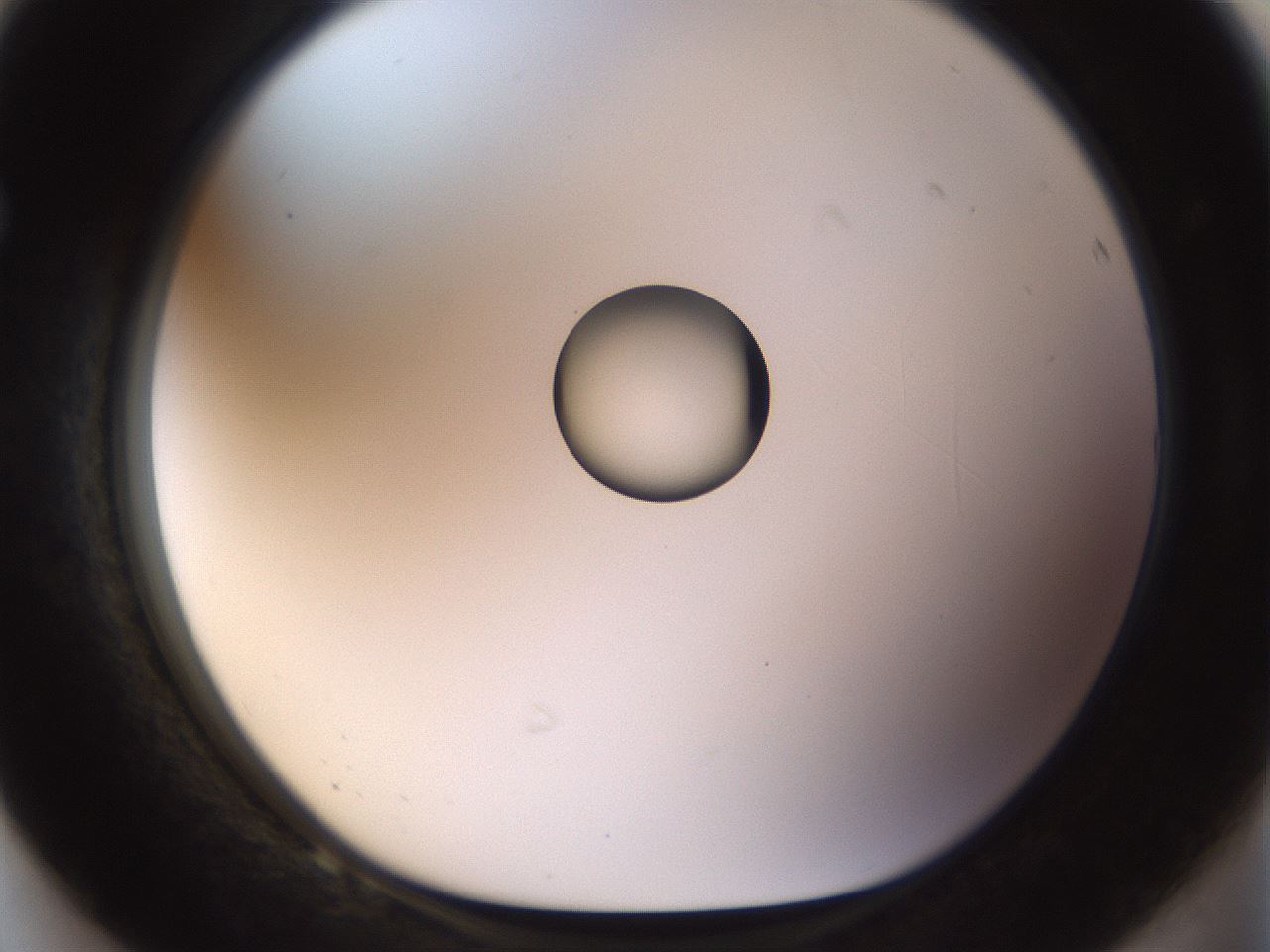 folderID450_plateID1450_batchID5527_wellNum68_profileID1_d1_r91967_ef.jpg
