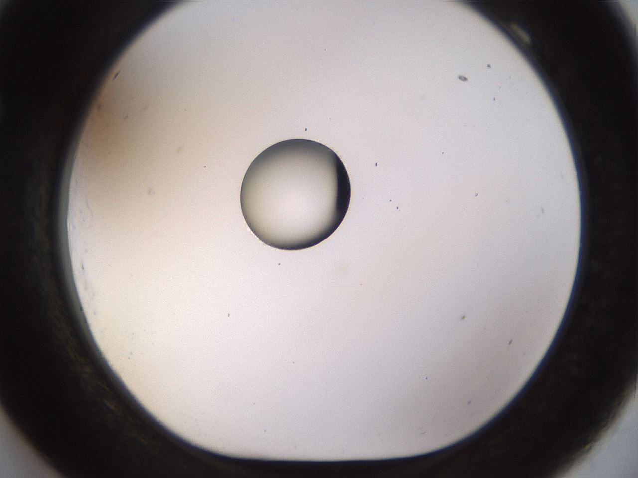 folderID450_plateID1450_batchID5527_wellNum69_profileID1_d1_r91968_ef.jpg