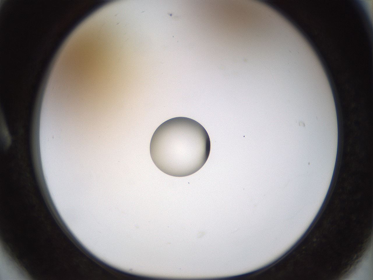 folderID450_plateID1450_batchID5527_wellNum6_profileID1_d1_r91905_ef.jpg