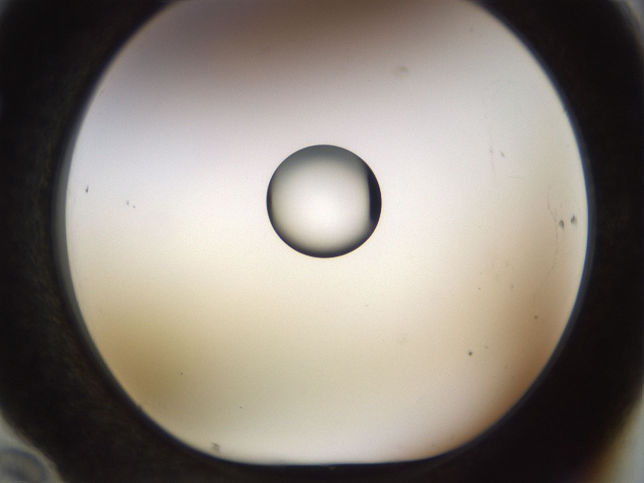 folderID450_plateID1450_batchID5527_wellNum70_profileID1_d1_r91969_ef.jpg