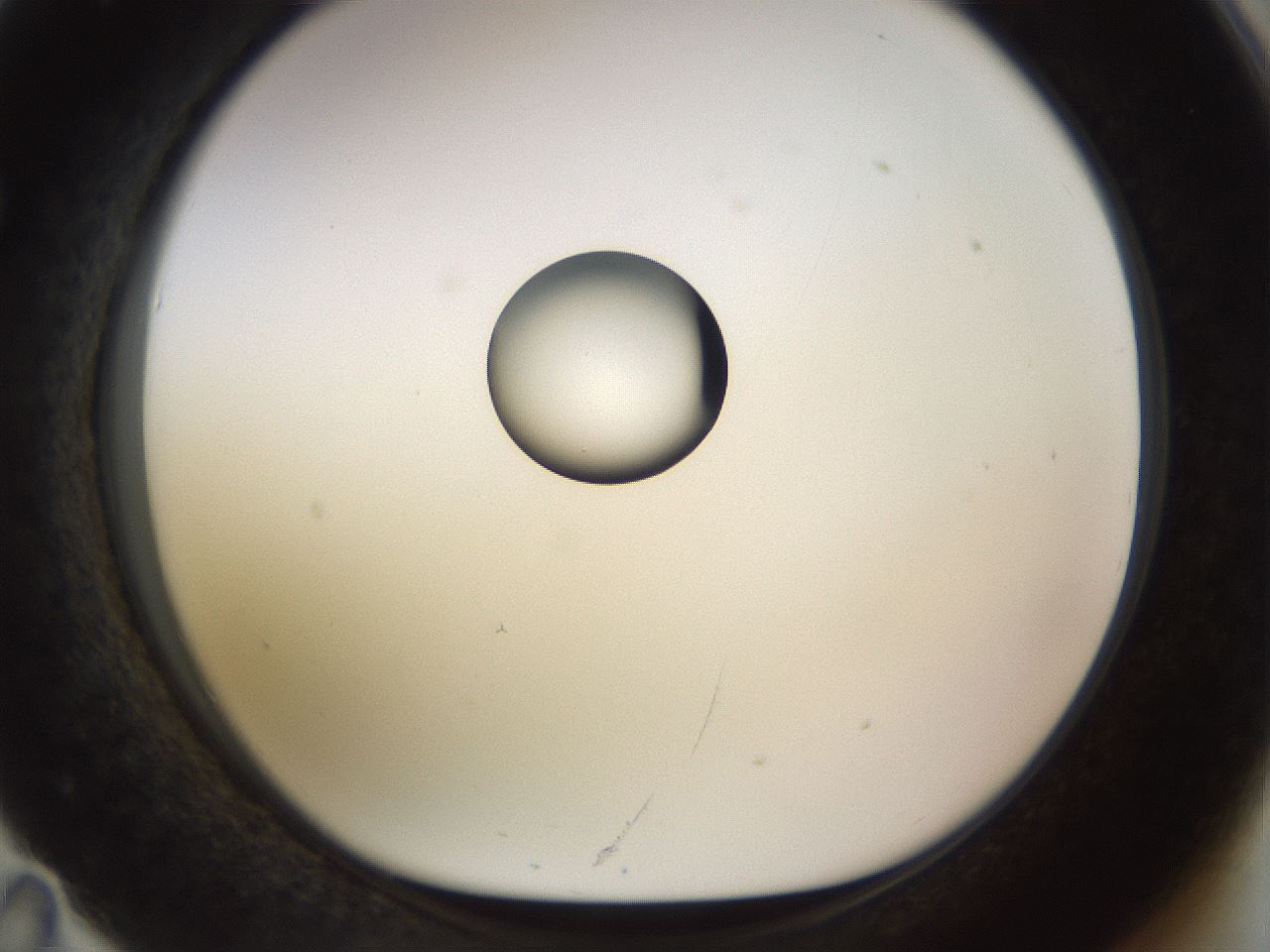 folderID450_plateID1450_batchID5527_wellNum71_profileID1_d1_r91970_ef.jpg