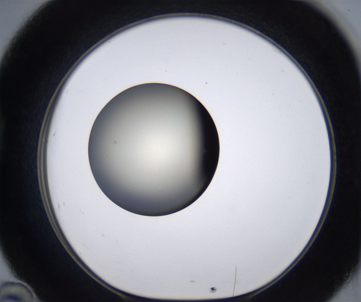 folderID202_plateID2202_batchID9973_wellNum46_profileID1_d1_r149412_ef.jpg