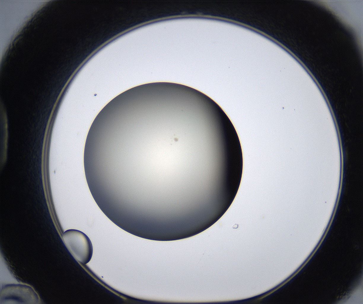 folderID202_plateID2202_batchID9973_wellNum48_profileID1_d1_r149414_ef.jpg