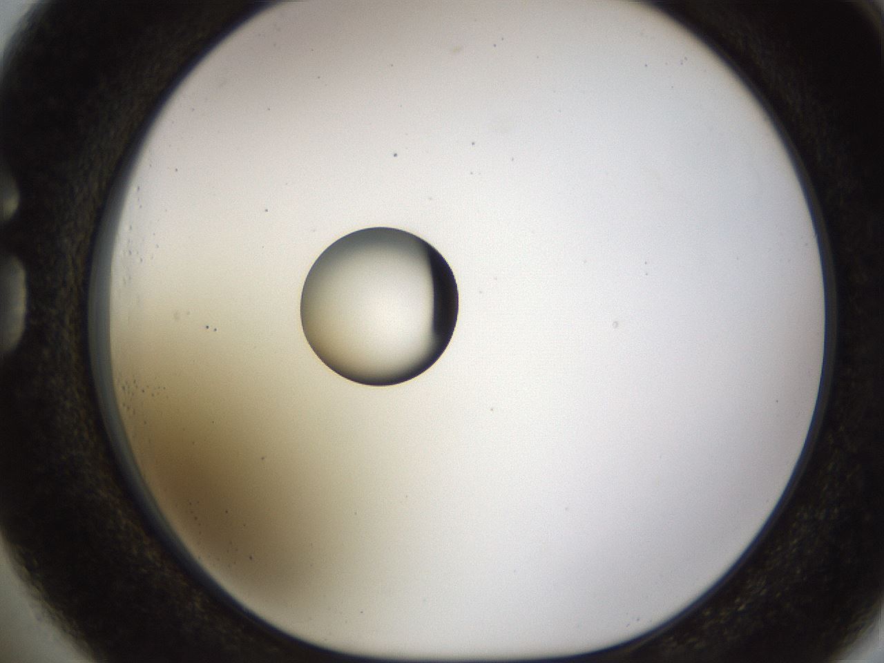 folderID450_plateID1450_batchID5527_wellNum73_profileID1_d1_r91972_ef.jpg