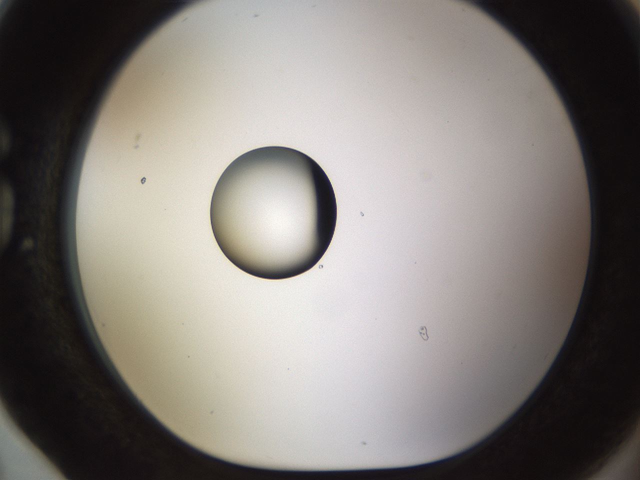 folderID450_plateID1450_batchID5527_wellNum78_profileID1_d1_r91977_ef.jpg