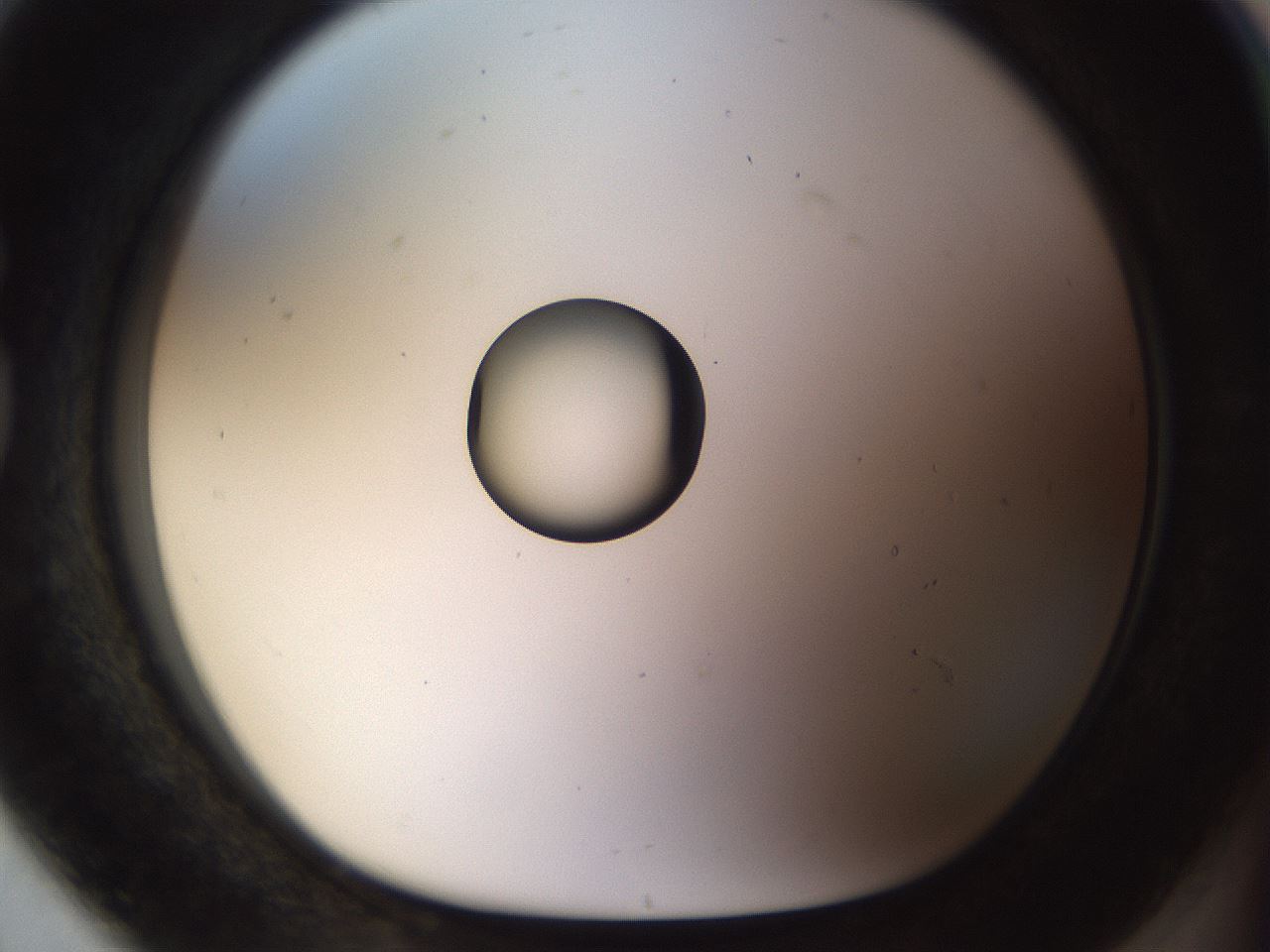 folderID450_plateID1450_batchID5527_wellNum80_profileID1_d1_r91979_ef.jpg