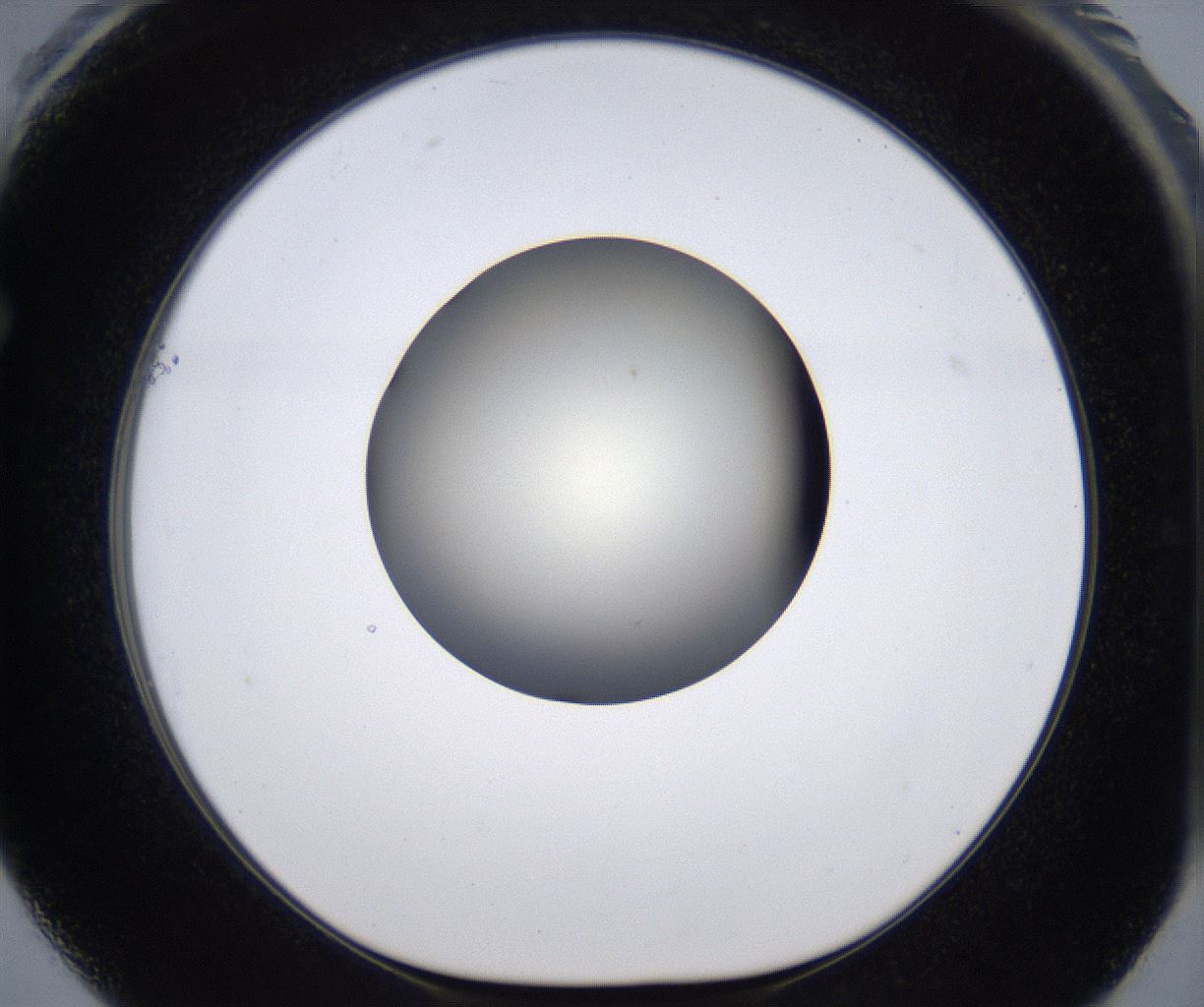 folderID202_plateID2202_batchID9973_wellNum61_profileID1_d1_r149427_ef.jpg