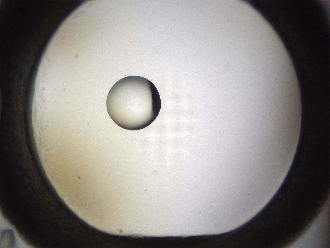 folderID450_plateID1450_batchID5527_wellNum83_profileID1_d1_r91982_ef.jpg