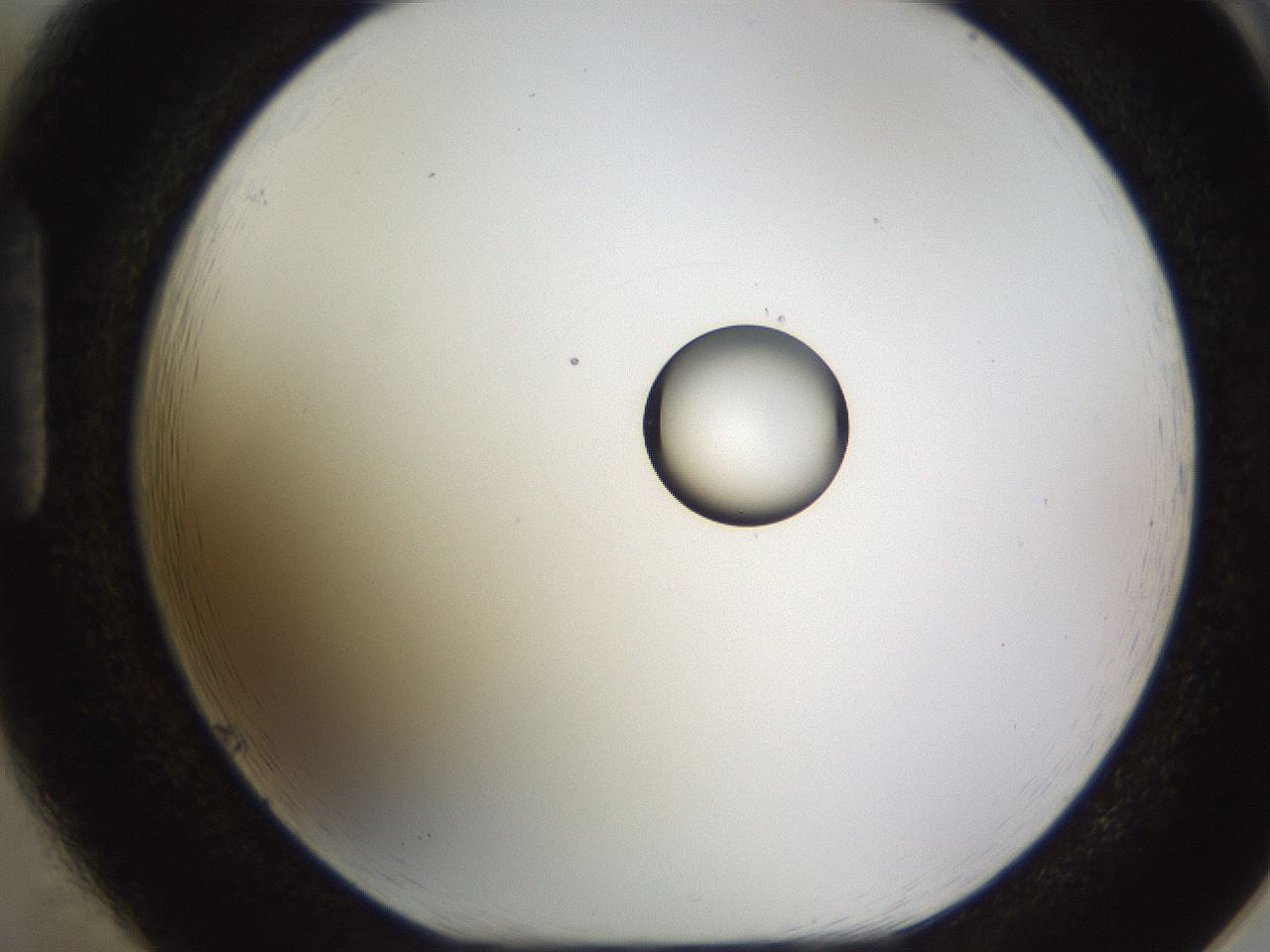 folderID450_plateID1450_batchID5527_wellNum85_profileID1_d1_r91984_ef.jpg