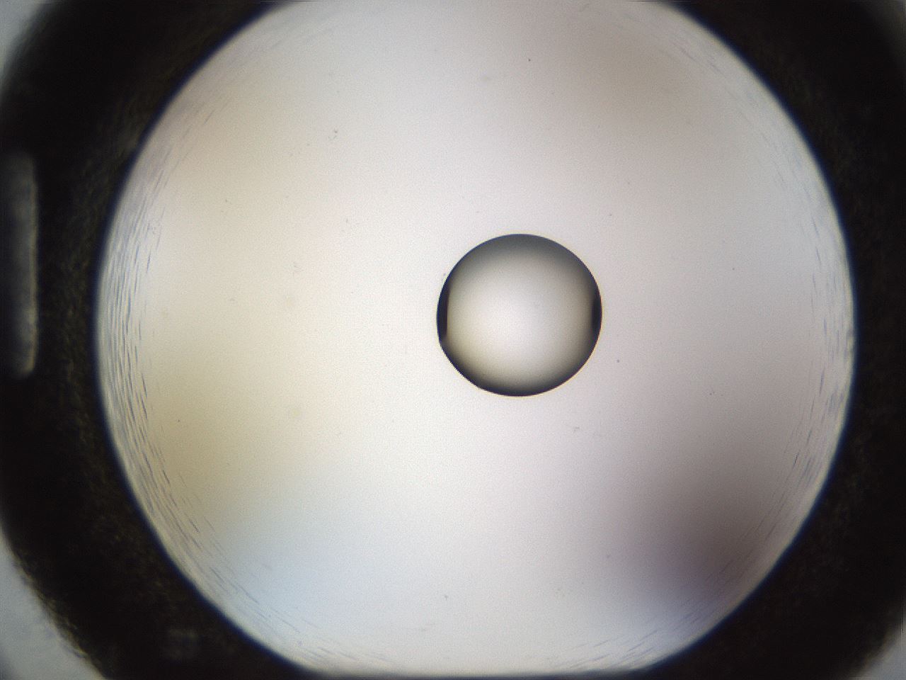 folderID450_plateID1450_batchID5527_wellNum86_profileID1_d1_r91985_ef.jpg