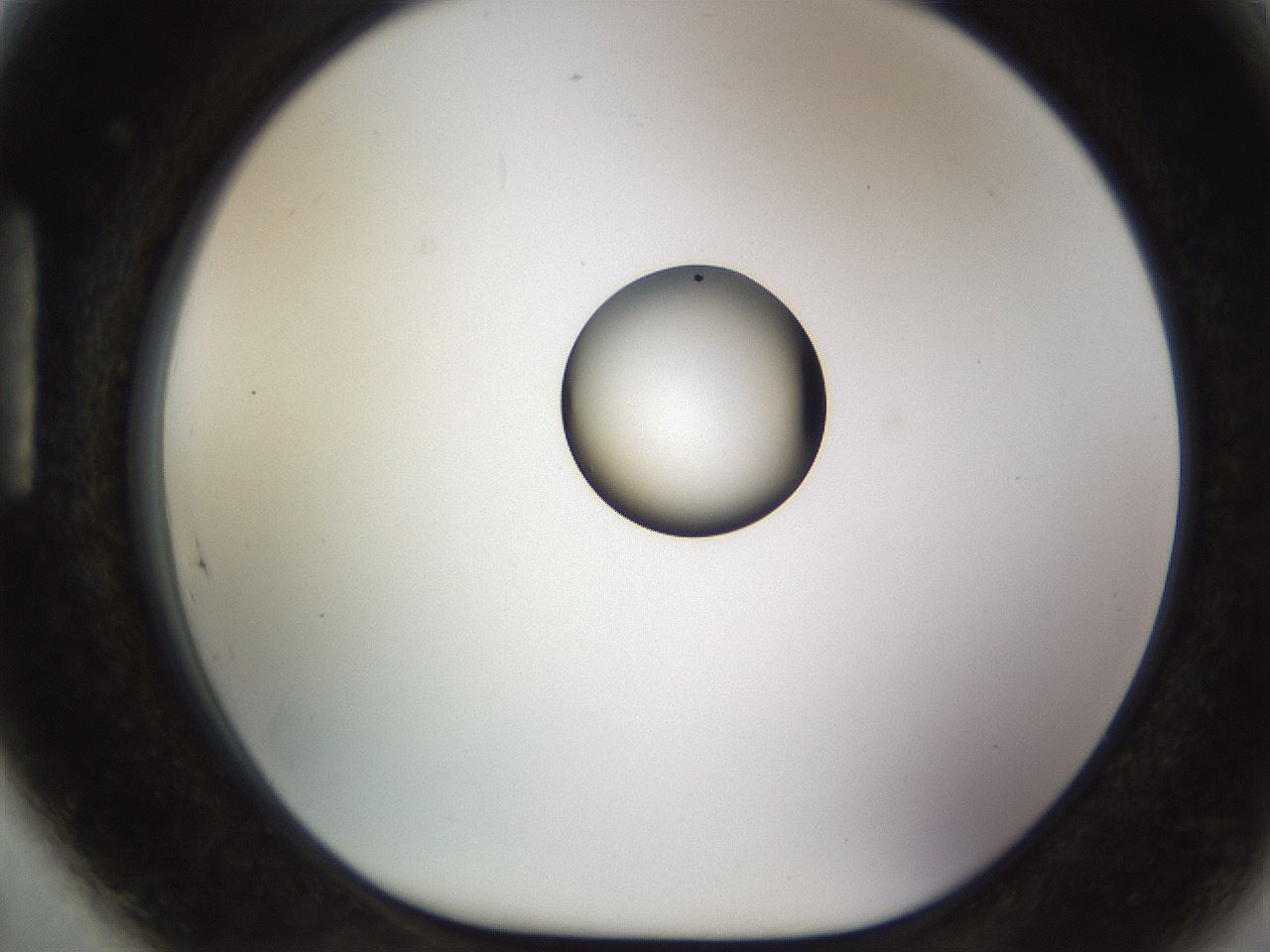 folderID450_plateID1450_batchID5527_wellNum89_profileID1_d1_r91988_ef.jpg