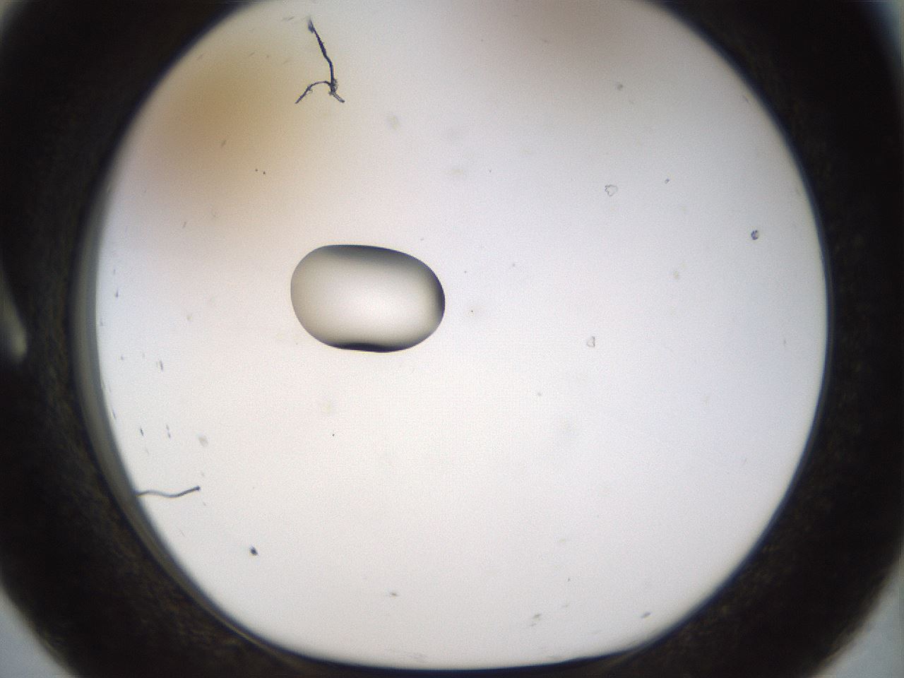 folderID450_plateID1450_batchID5527_wellNum8_profileID1_d1_r91907_ef.jpg