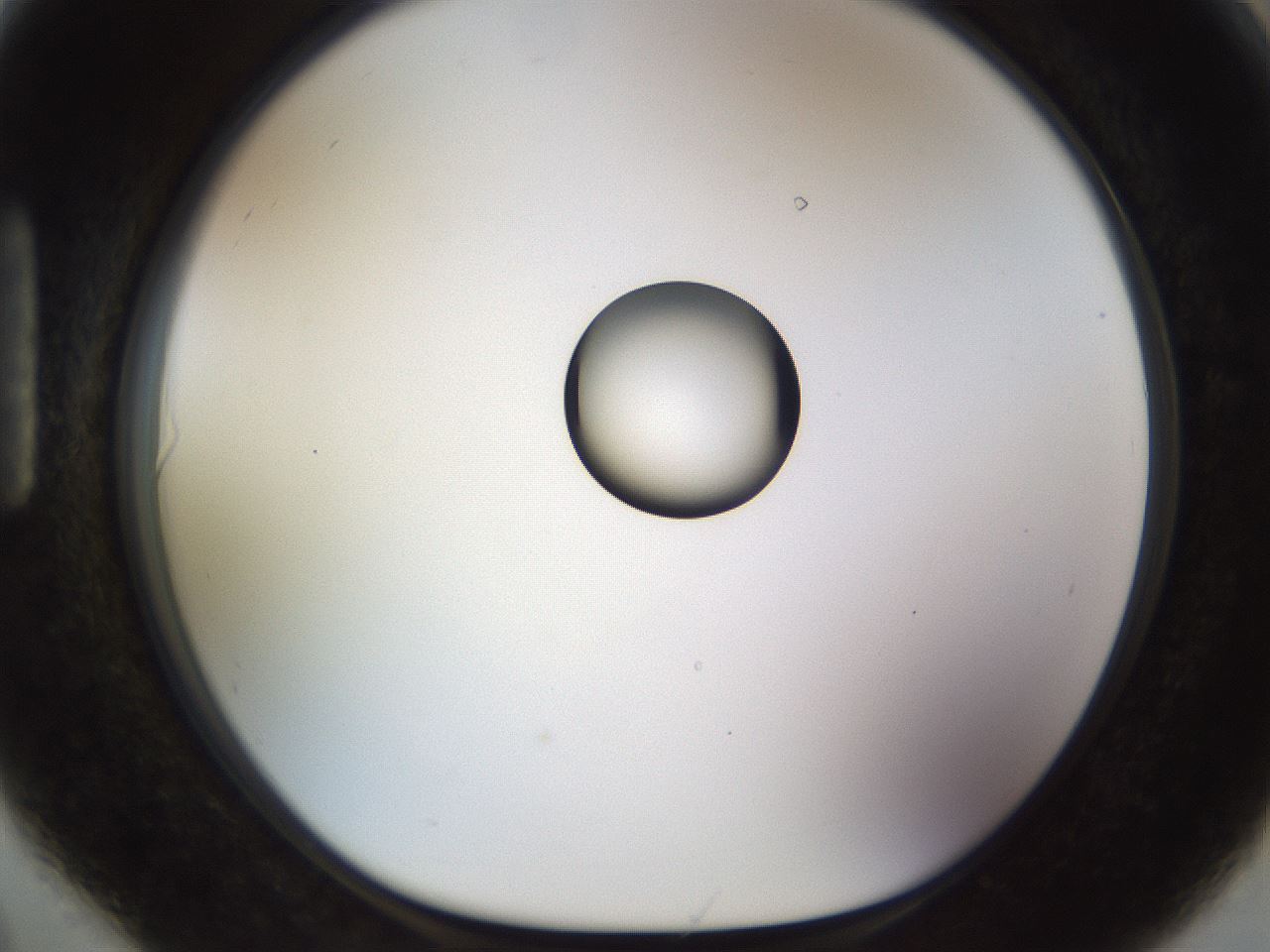 folderID450_plateID1450_batchID5527_wellNum90_profileID1_d1_r91989_ef.jpg