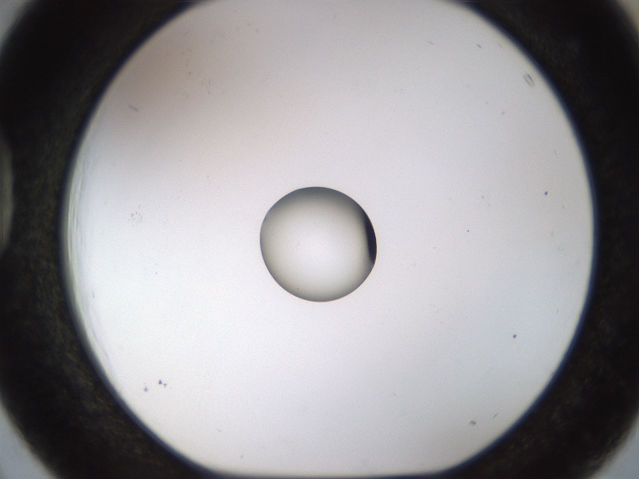 folderID450_plateID1450_batchID5527_wellNum39_profileID1_d1_r91938_ef.jpg