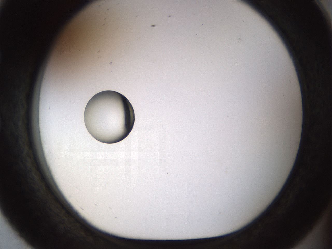 folderID450_plateID1450_batchID5527_wellNum56_profileID1_d1_r91955_ef.jpg
