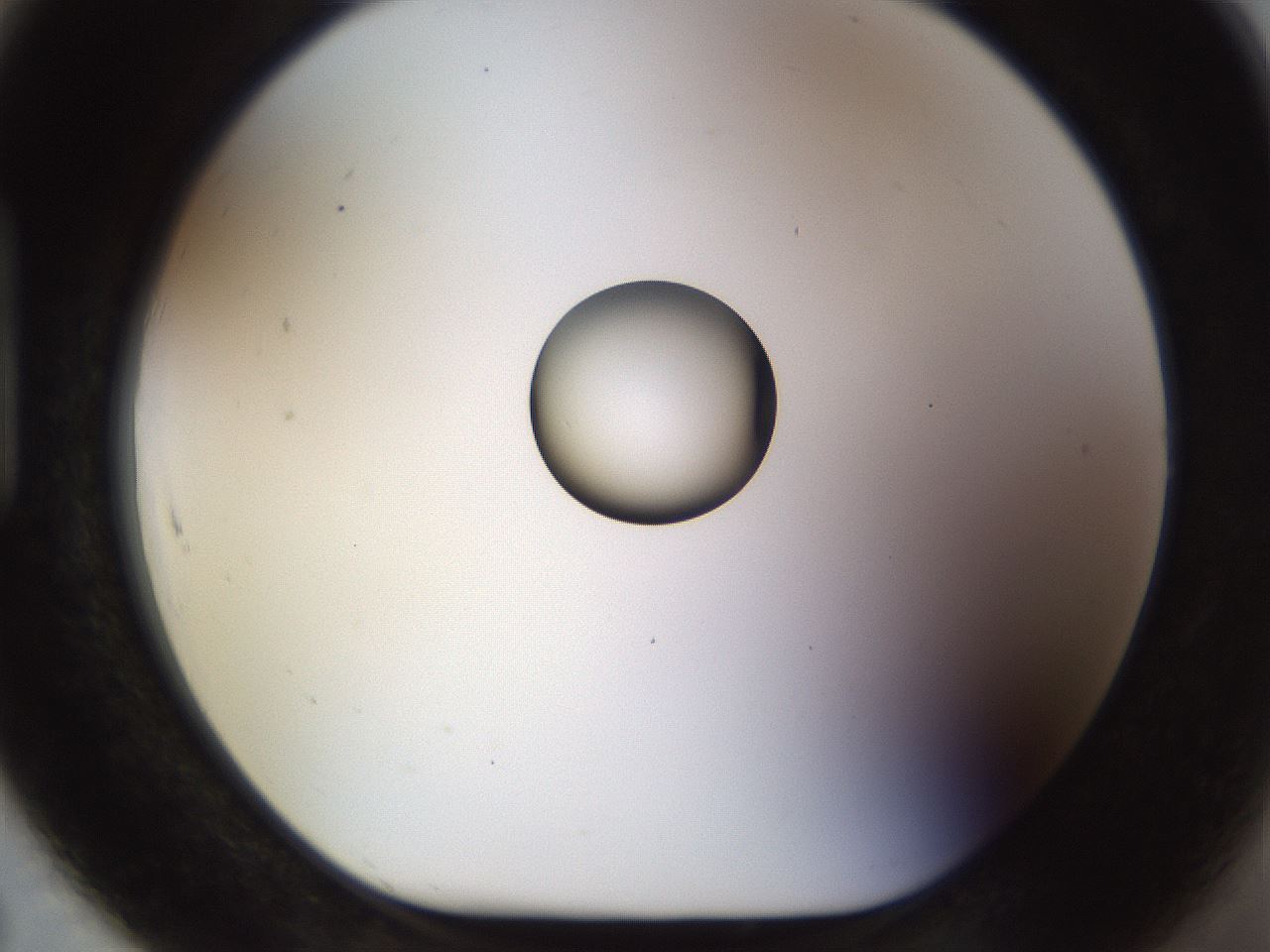 folderID450_plateID1450_batchID5527_wellNum91_profileID1_d1_r91990_ef.jpg