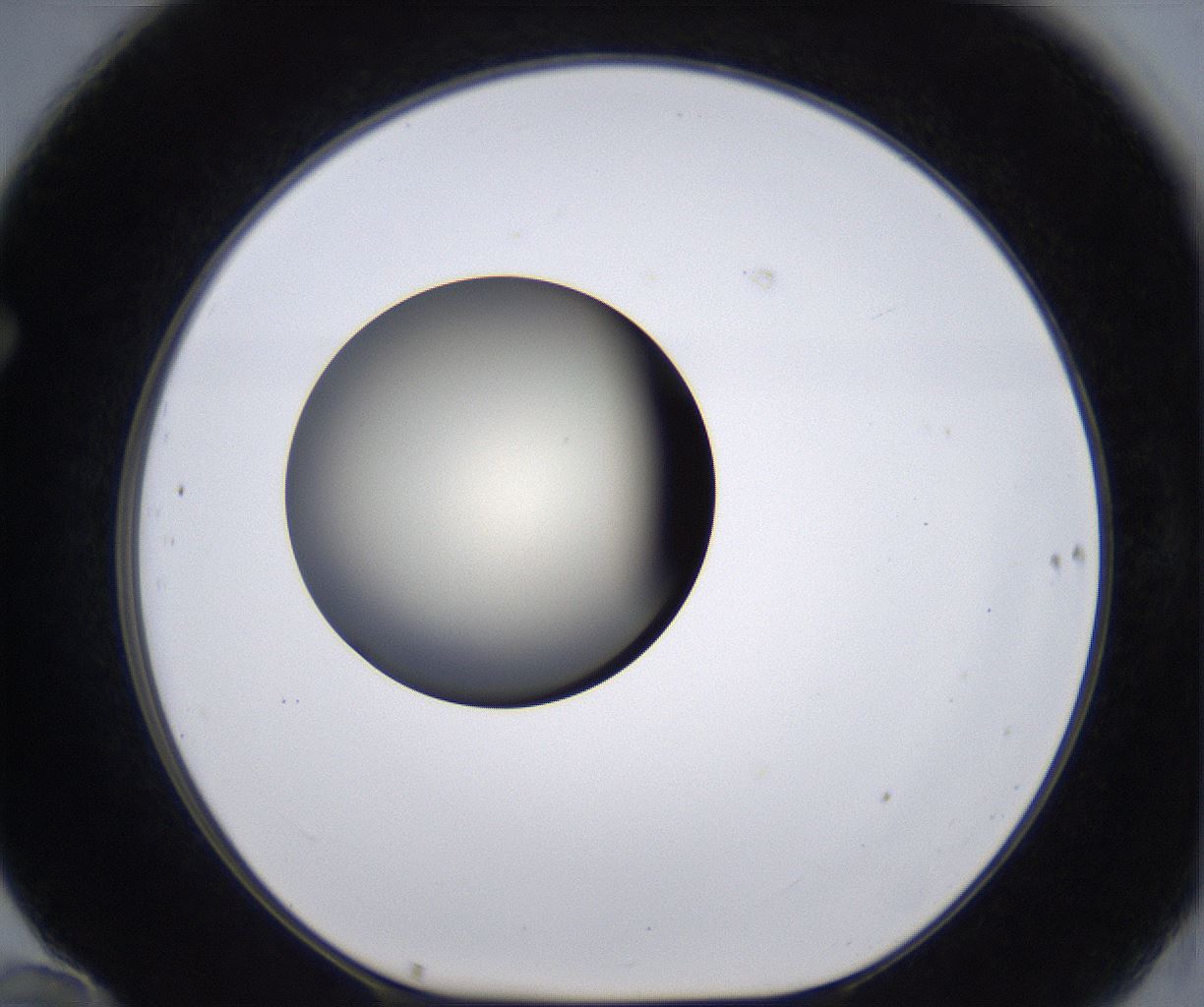 folderID202_plateID2202_batchID9973_wellNum70_profileID1_d1_r149436_ef.jpg