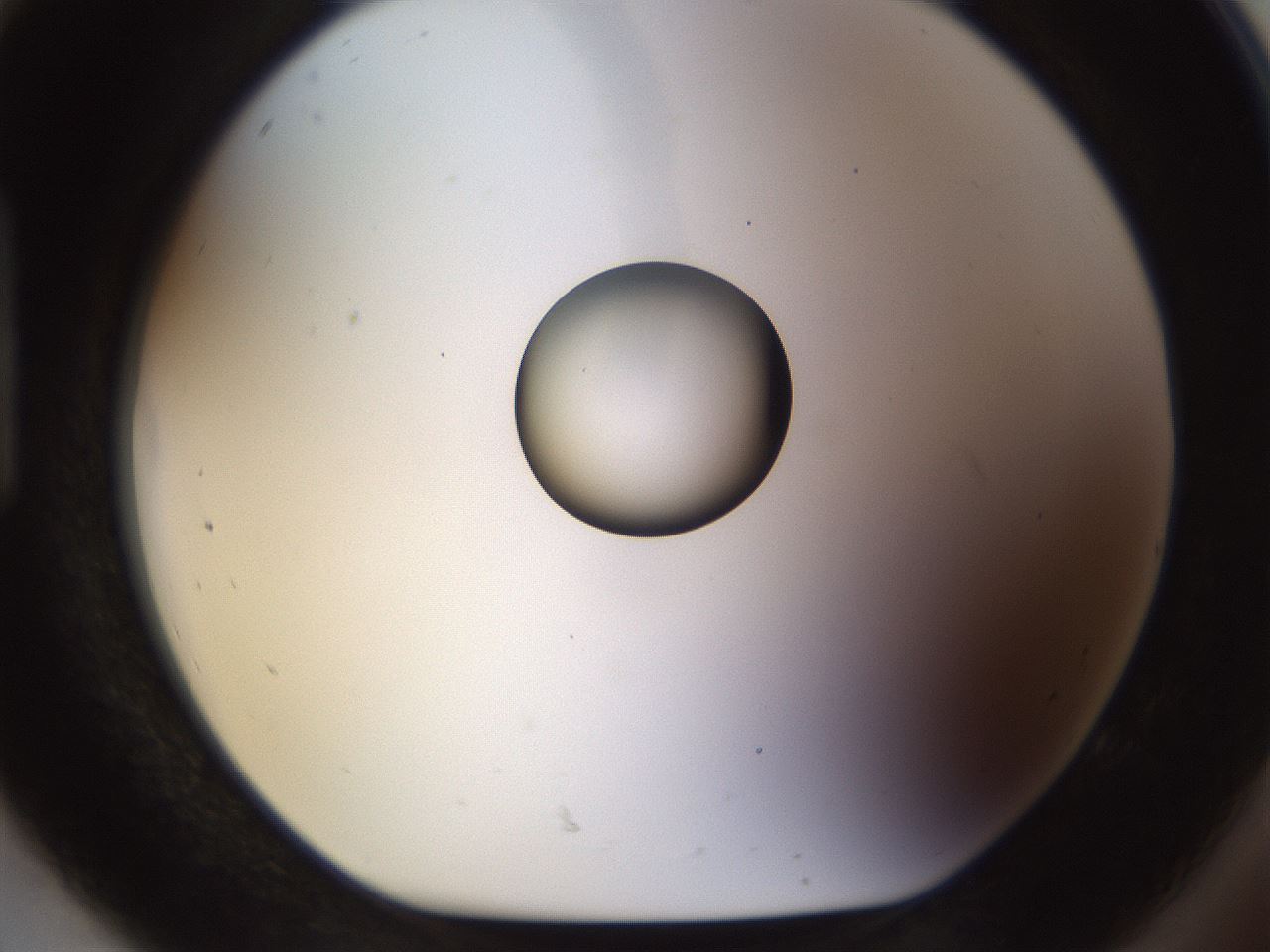 folderID450_plateID1450_batchID5527_wellNum92_profileID1_d1_r91991_ef.jpg