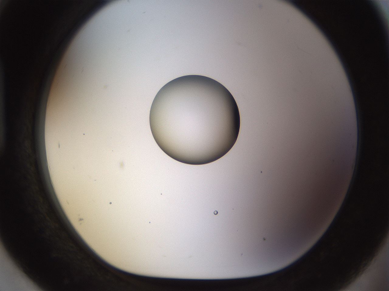 folderID450_plateID1450_batchID5527_wellNum93_profileID1_d1_r91992_ef.jpg