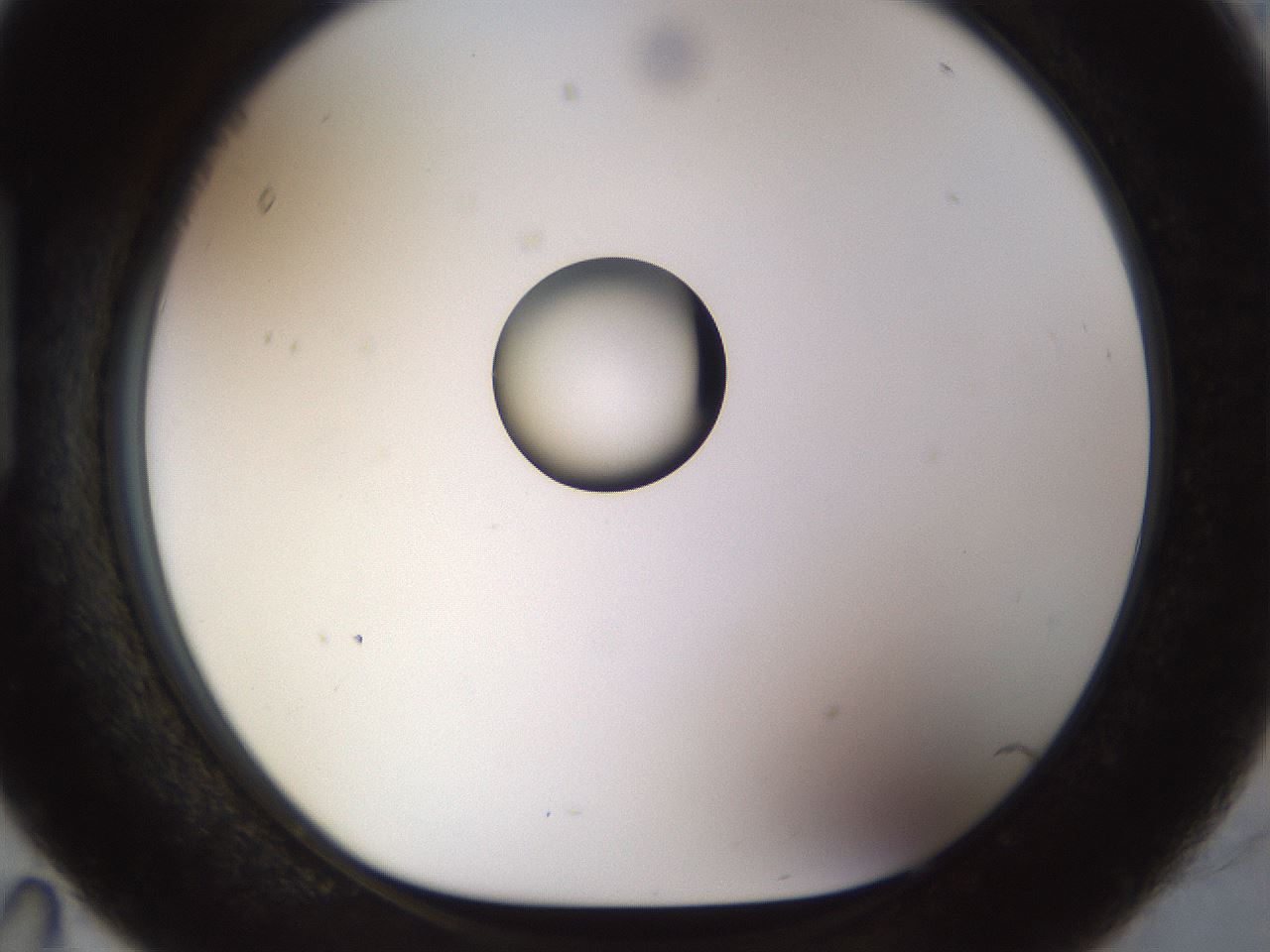 folderID450_plateID1450_batchID5527_wellNum95_profileID1_d1_r91994_ef.jpg