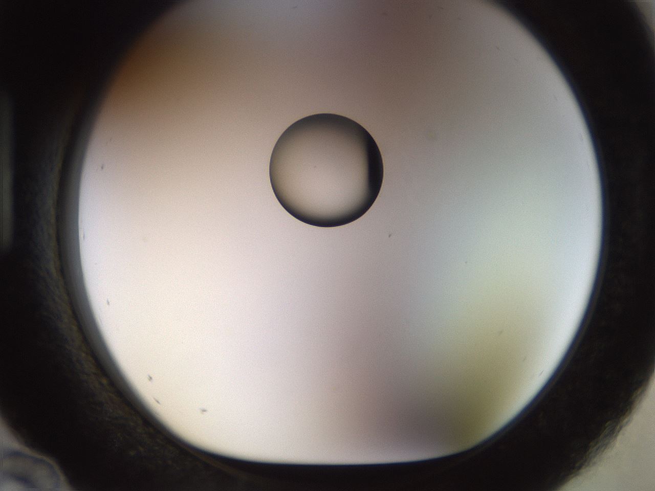 folderID450_plateID1450_batchID5527_wellNum96_profileID1_d1_r91995_ef.jpg