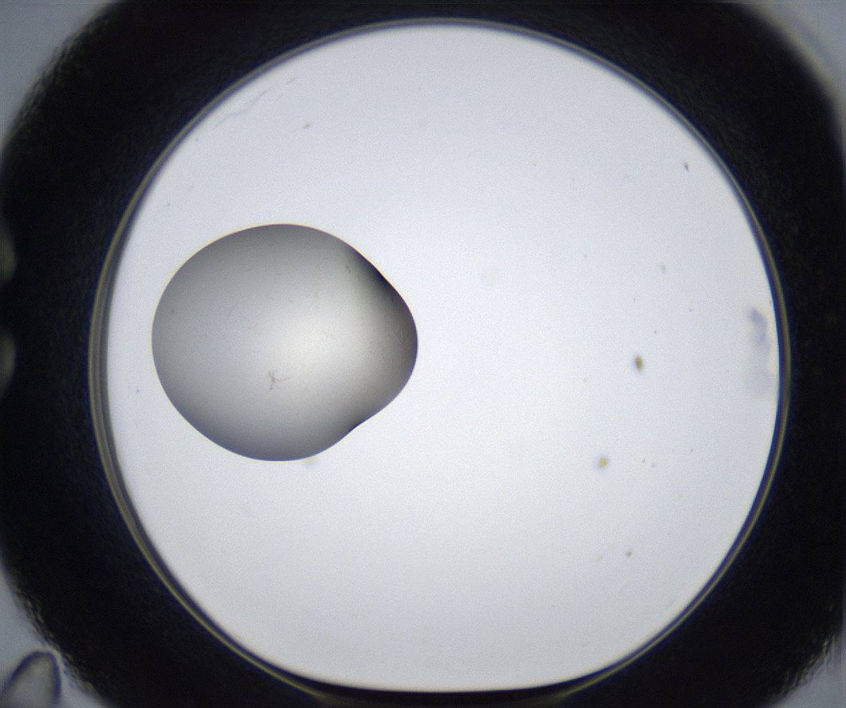 folderID450_plateID2450_batchID11793_wellNum35_profileID1_d1_r182500_ef.jpg