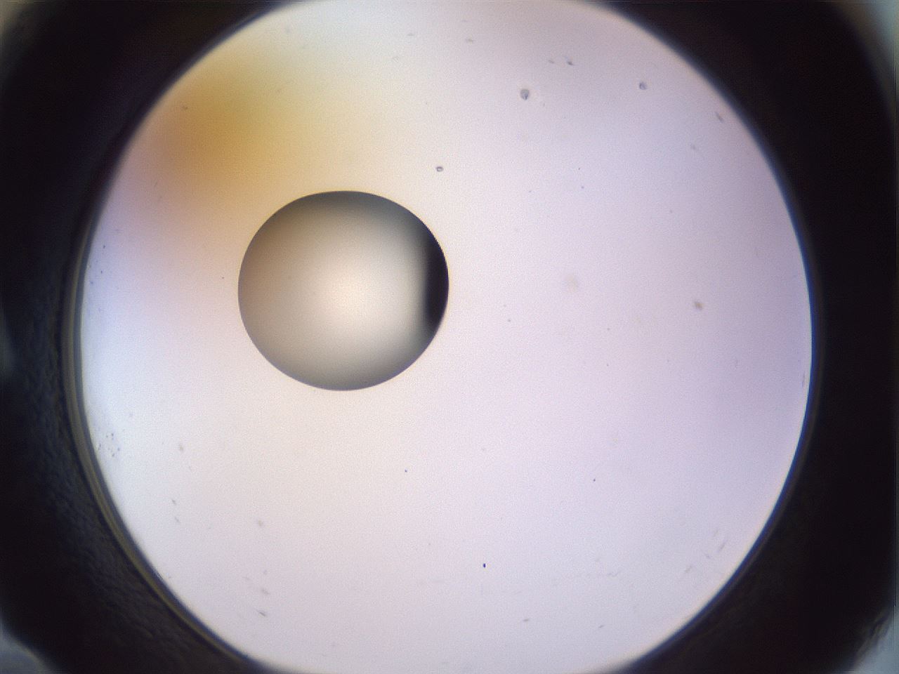 folderID451_plateID1451_batchID5526_wellNum10_profileID1_d1_r91813_ef.jpg