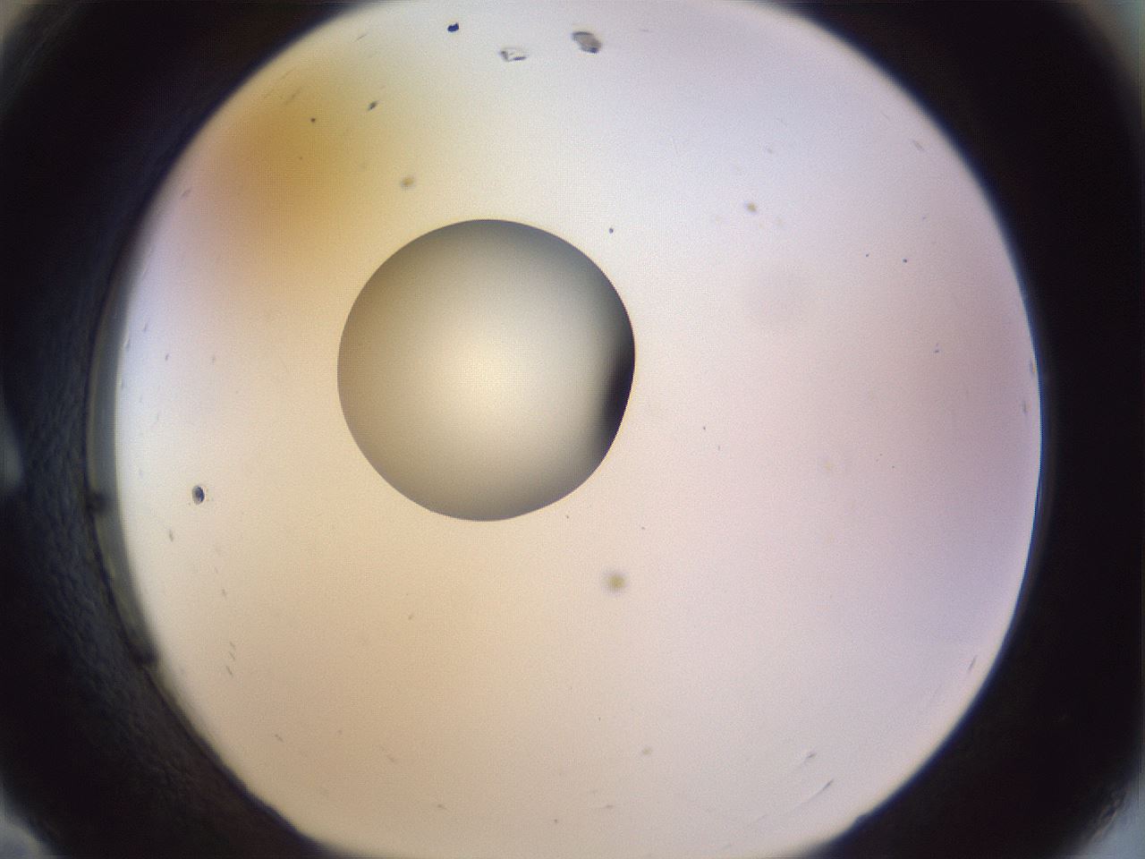folderID451_plateID1451_batchID5526_wellNum11_profileID1_d1_r91814_ef.jpg