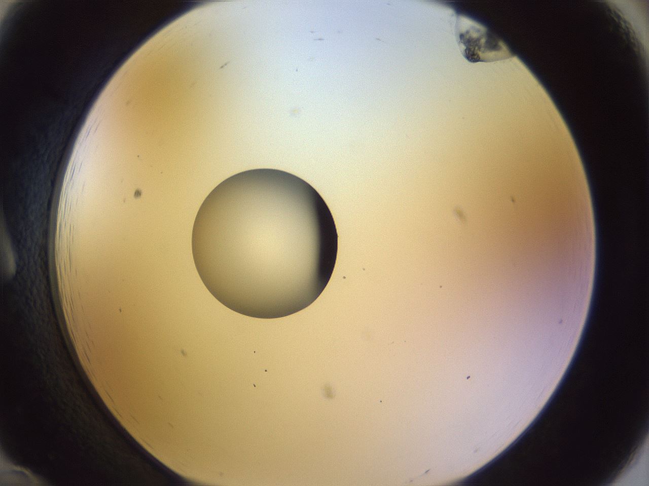 folderID451_plateID1451_batchID5526_wellNum12_profileID1_d1_r91815_ef.jpg