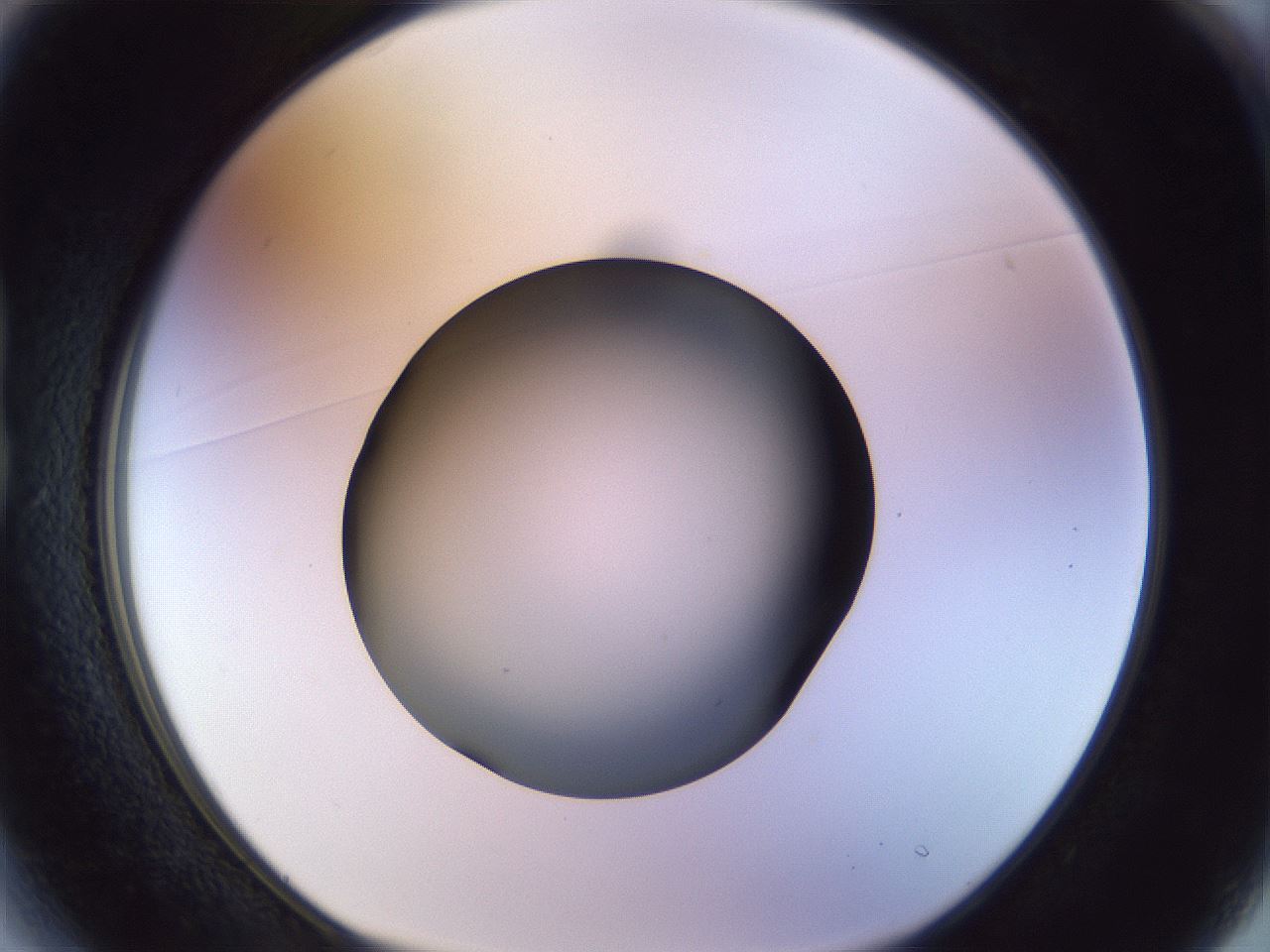 folderID451_plateID1451_batchID5526_wellNum13_profileID1_d1_r91816_ef.jpg